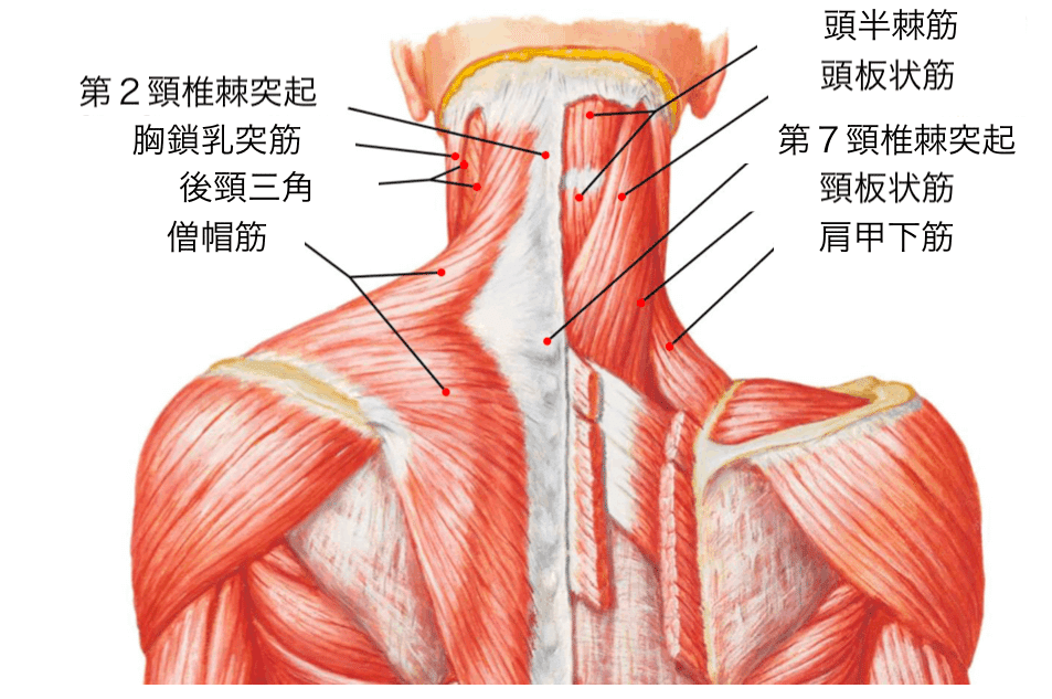 頸部痛の理学療法〜苦手意識を克服したいセラピストへ〜｜理学
