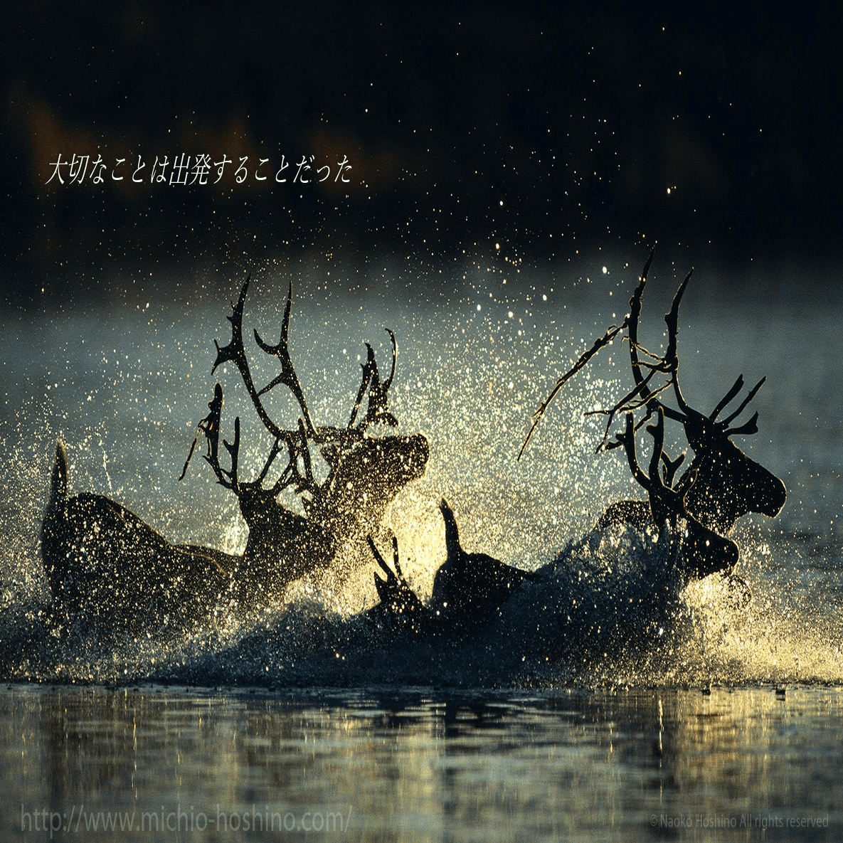 写真家 星野道夫｜ZADA