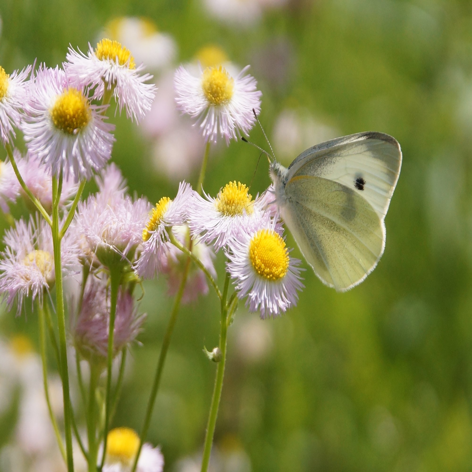 飛んでいるチョウの見分け方 教えます 白いチョウ ブンイチ 文一総合出版 Note