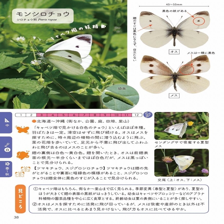 飛んでいるチョウの見分け方 教えます 白いチョウ ブンイチ 文一総合出版 Note 飛んでいるチョウの見分け方 教えます 白いチョウ ブンイチ 文一総合出版 Note