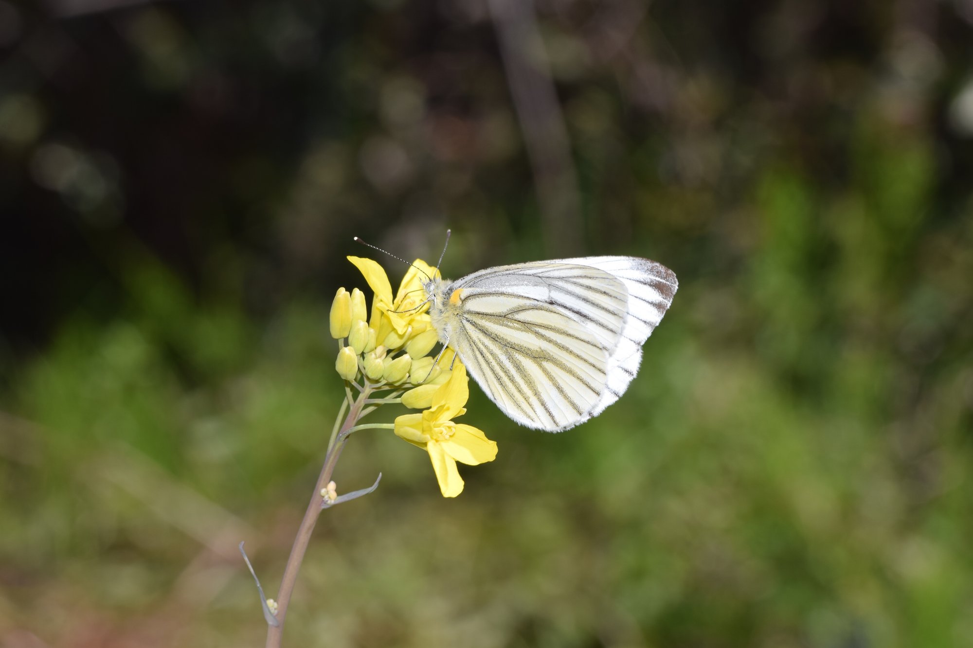 飛んでいるチョウの見分け方 教えます 白いチョウ ブンイチ 文一総合出版 Note 飛んでいるチョウの見分け方 教えます 白いチョウ ブンイチ 文一総合出版 Note