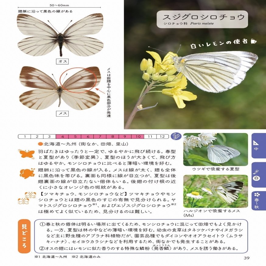 飛んでいるチョウの見分け方 教えます 白いチョウ ブンイチ 文一総合出版 Note