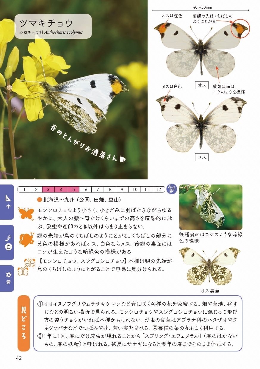 飛んでいるチョウの見分け方 教えます 白いチョウ ブンイチ 文一総合出版 Note 飛んでいるチョウの見分け方 教えます 白いチョウ ブンイチ 文一総合出版 Note