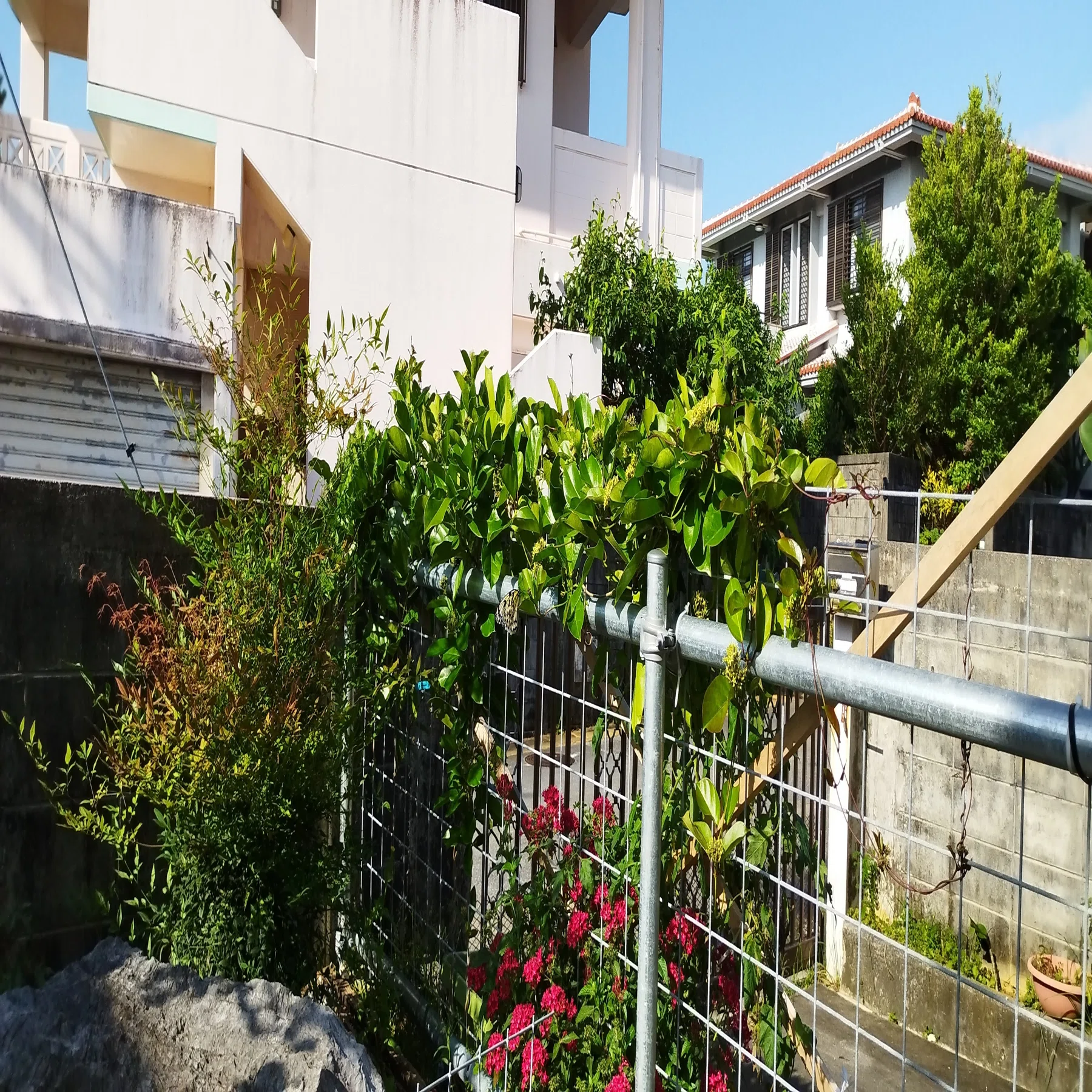 ４ ５月振り返りと ６月に向けての抱負など 安座間 貴奈 沖縄 食と農の学び舎 Base代表 Note