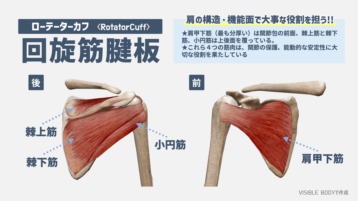 基礎解剖学】パーソナルトレーナーが知っておくべき 基礎解剖学】パーソナルトレーナーが知っておくべき
