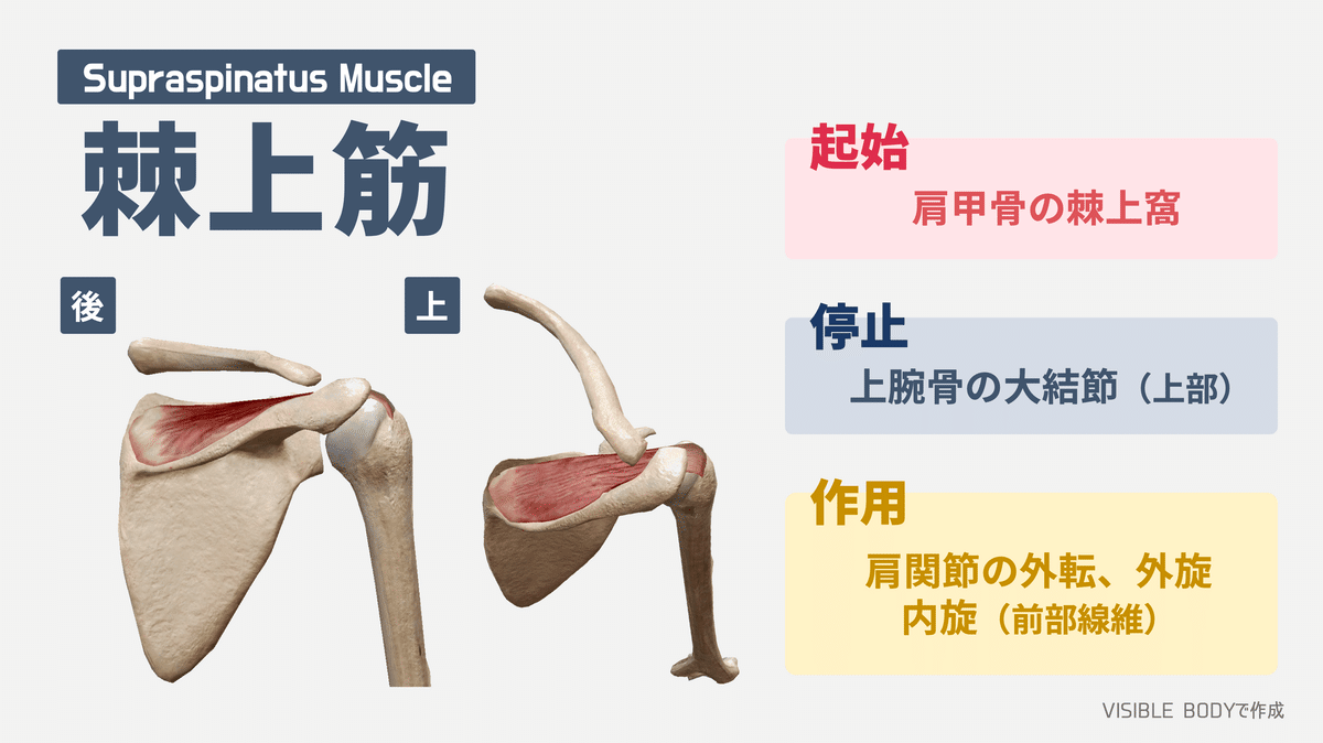 基礎解剖学】パーソナルトレーナーが知っておくべき 基礎解剖学】パーソナルトレーナーが知っておくべき