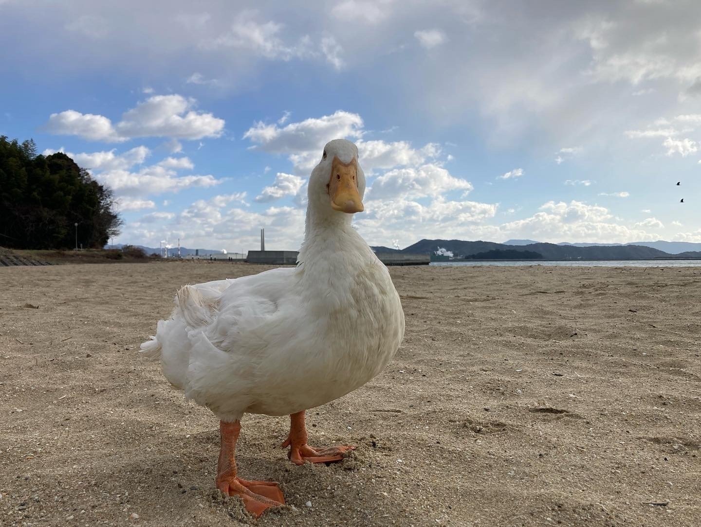 アヒル N）JT-03 レールbath あひるちゃん 親とり(動力付) | 津川洋行