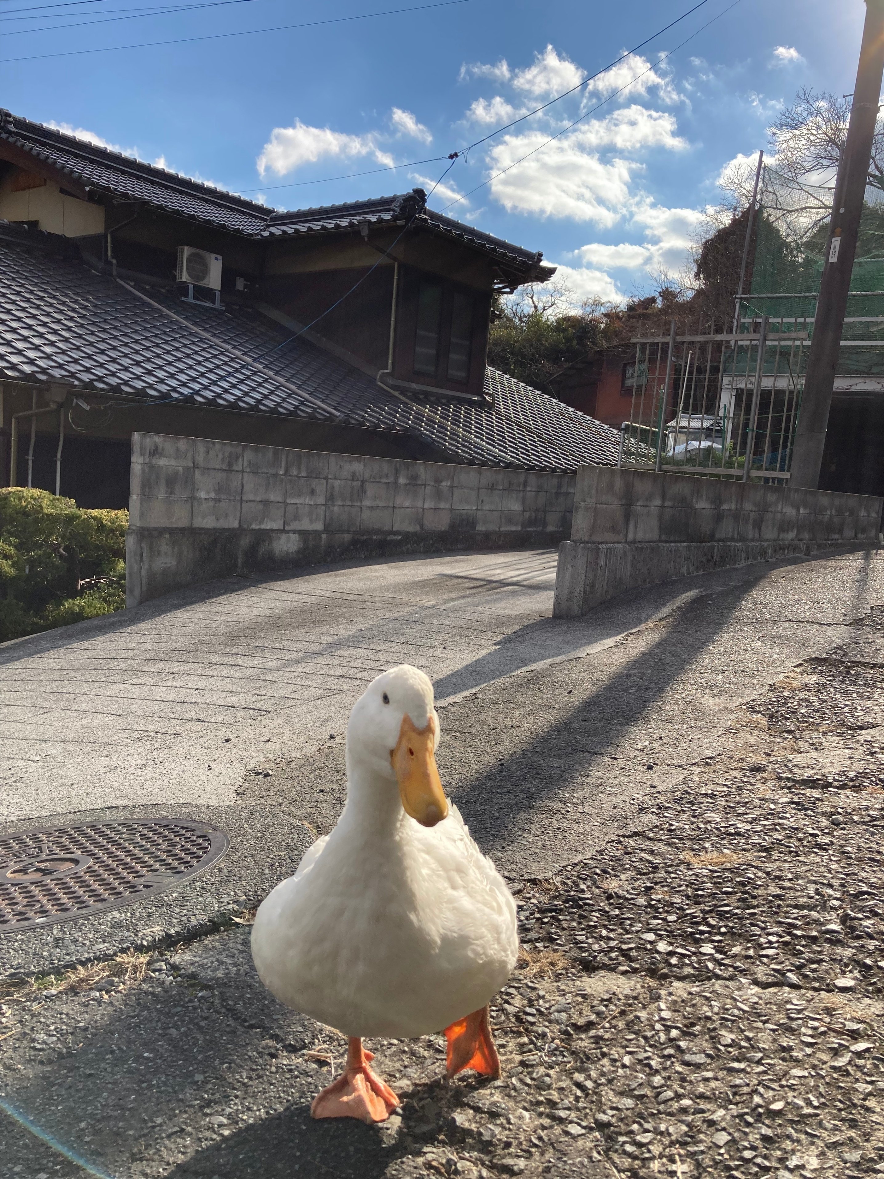 アヒル Tokinone PB.アヒル水車 045799
