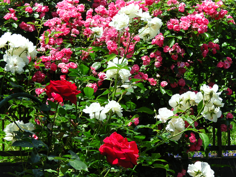 今、わが家の庭ではバラがいい感じでーす(^^♪　でも見頃は今週いっぱいくらいかな。もう少し花期が長ければなぁ～