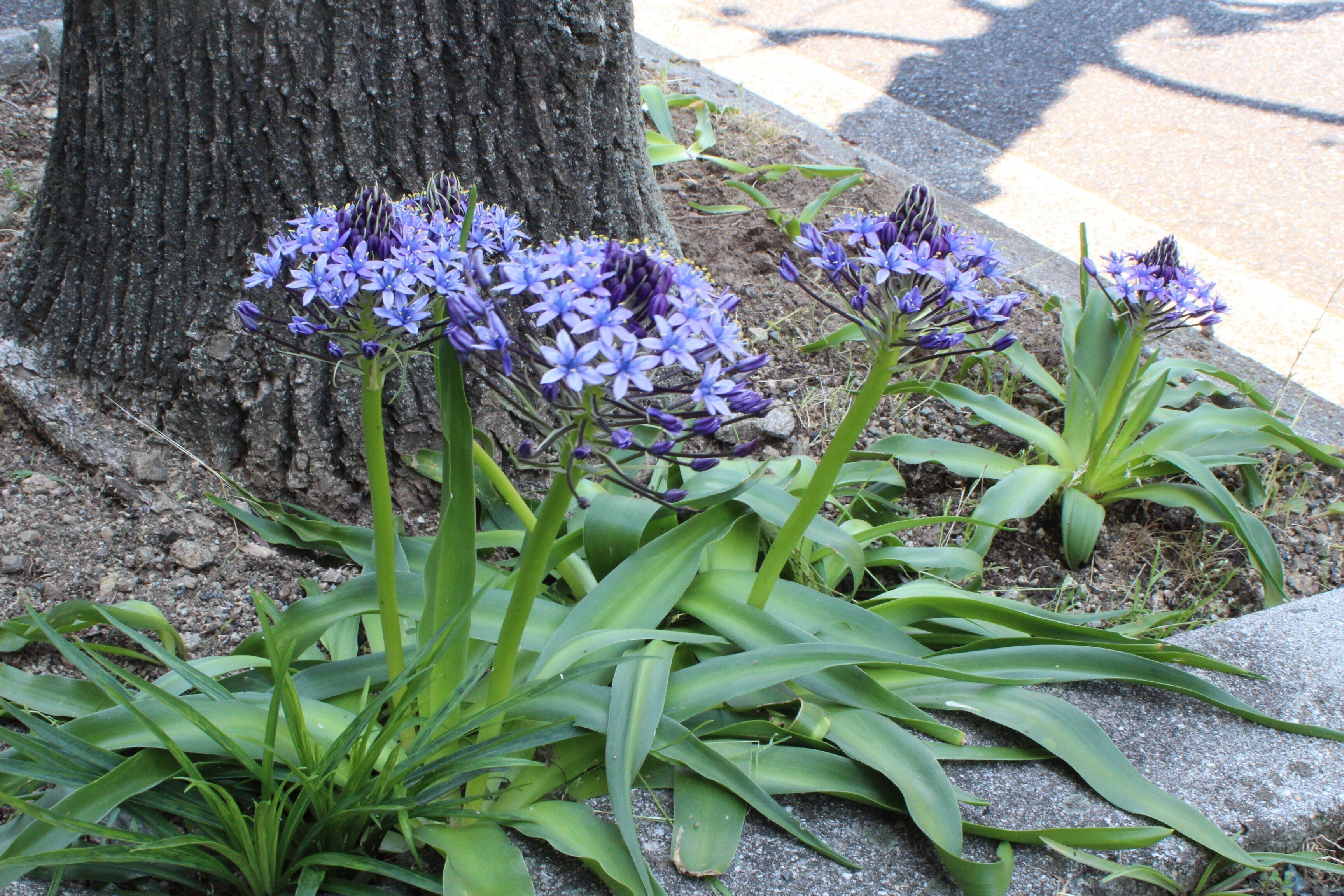 オオツルボ（シラー・ペルビアナ）｜あおはくたき