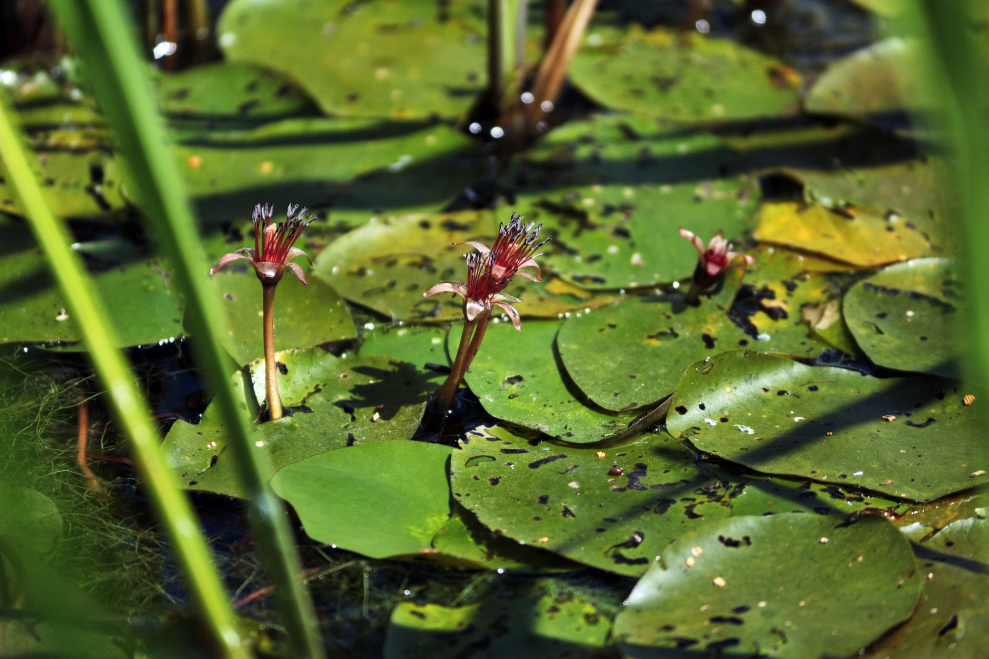 美食家 北大路魯山人が愛した洛北深泥池の蓴菜 偉人たちの見た京都 ほんのひととき Note 美食家 北大路魯山人が愛した洛北深泥池の蓴菜 偉人たちの見た京都 ほんのひととき Note