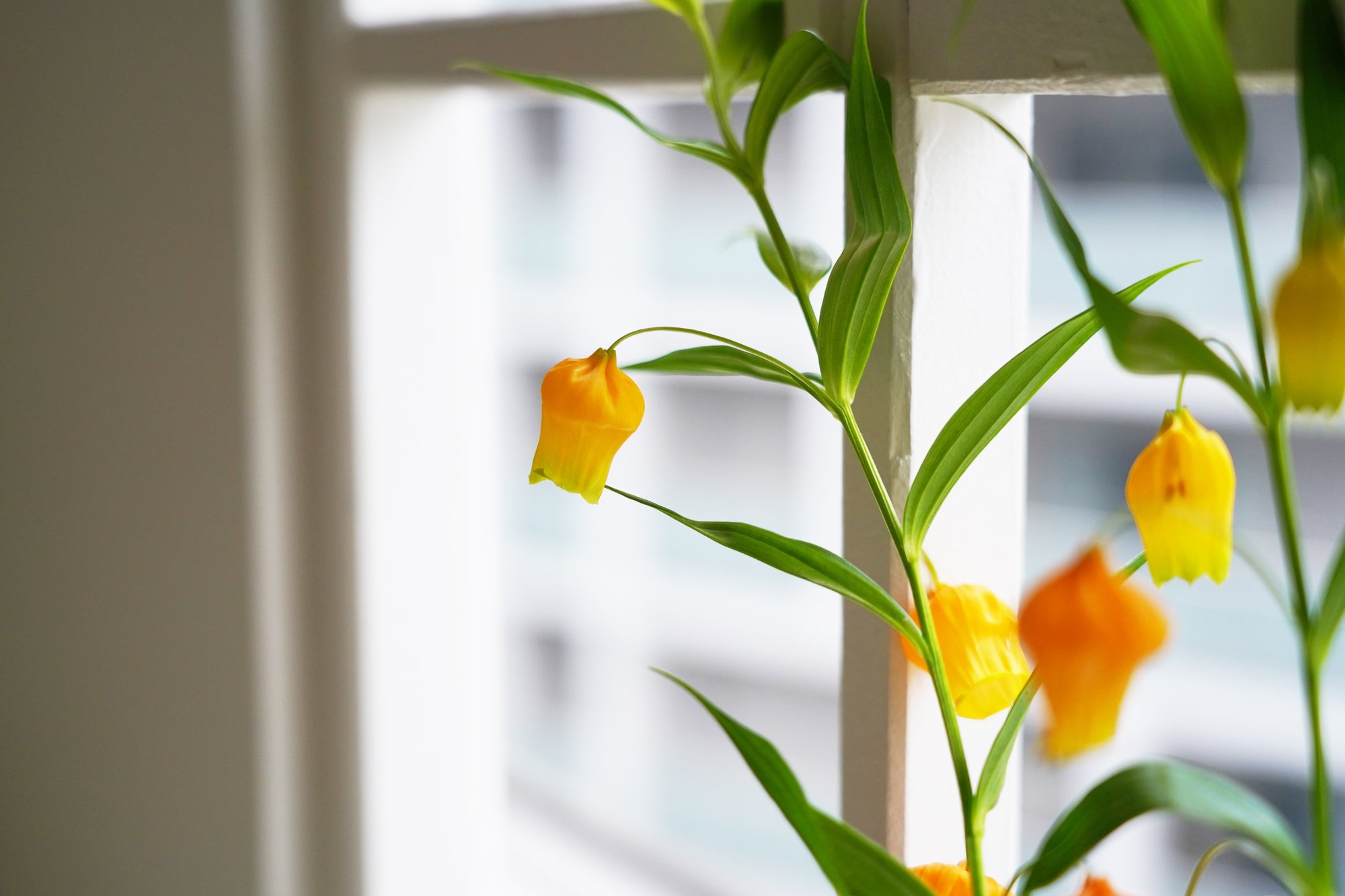 アフターブーケ図鑑 サンダーソニア Kannax Note アフターブーケ図鑑 サンダーソニア Kannax Note