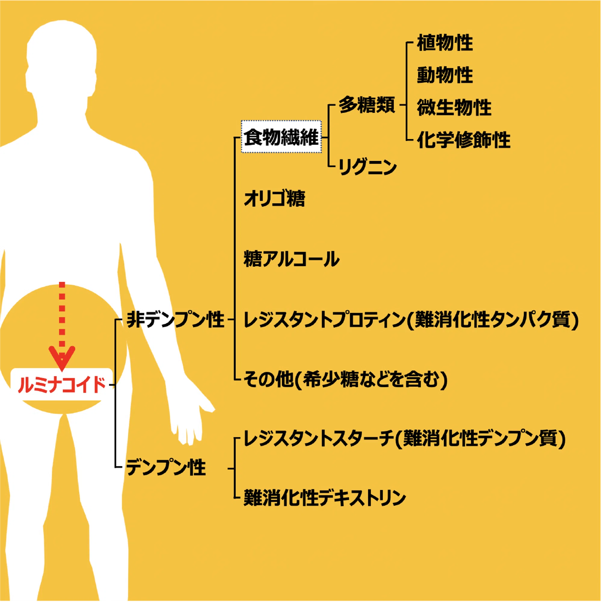 デンプン多糖類
