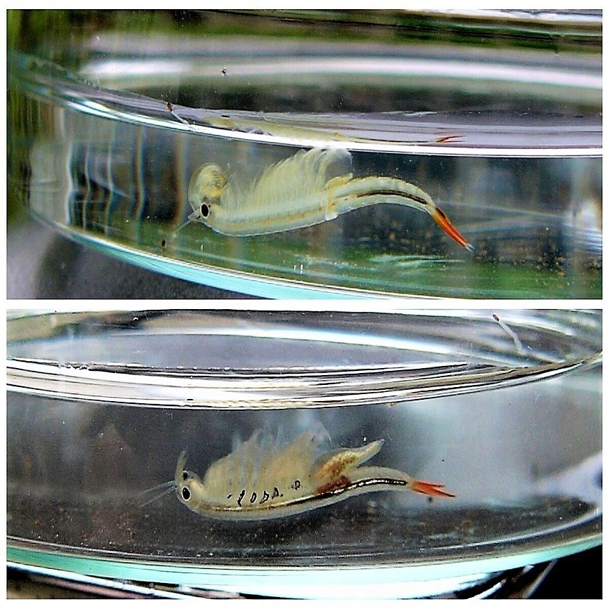 田んぼの金魚はシーモンキー ポプラ社 こどもの本編集部 Note