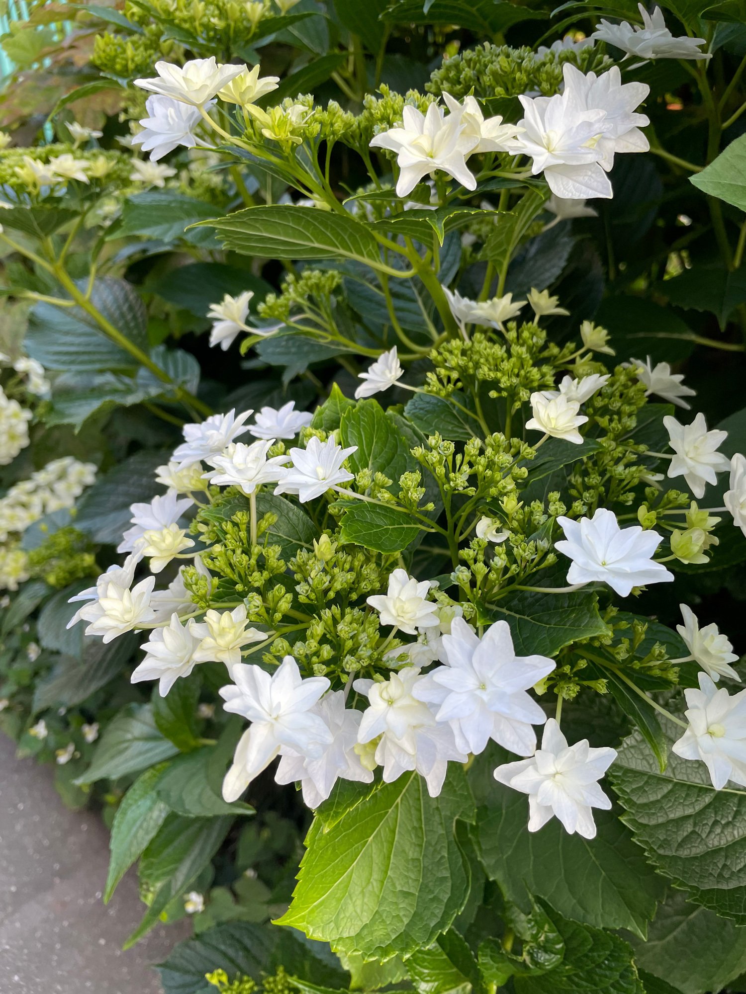 東京 紫陽花の開花が始まりました 花と日々 Yas Note