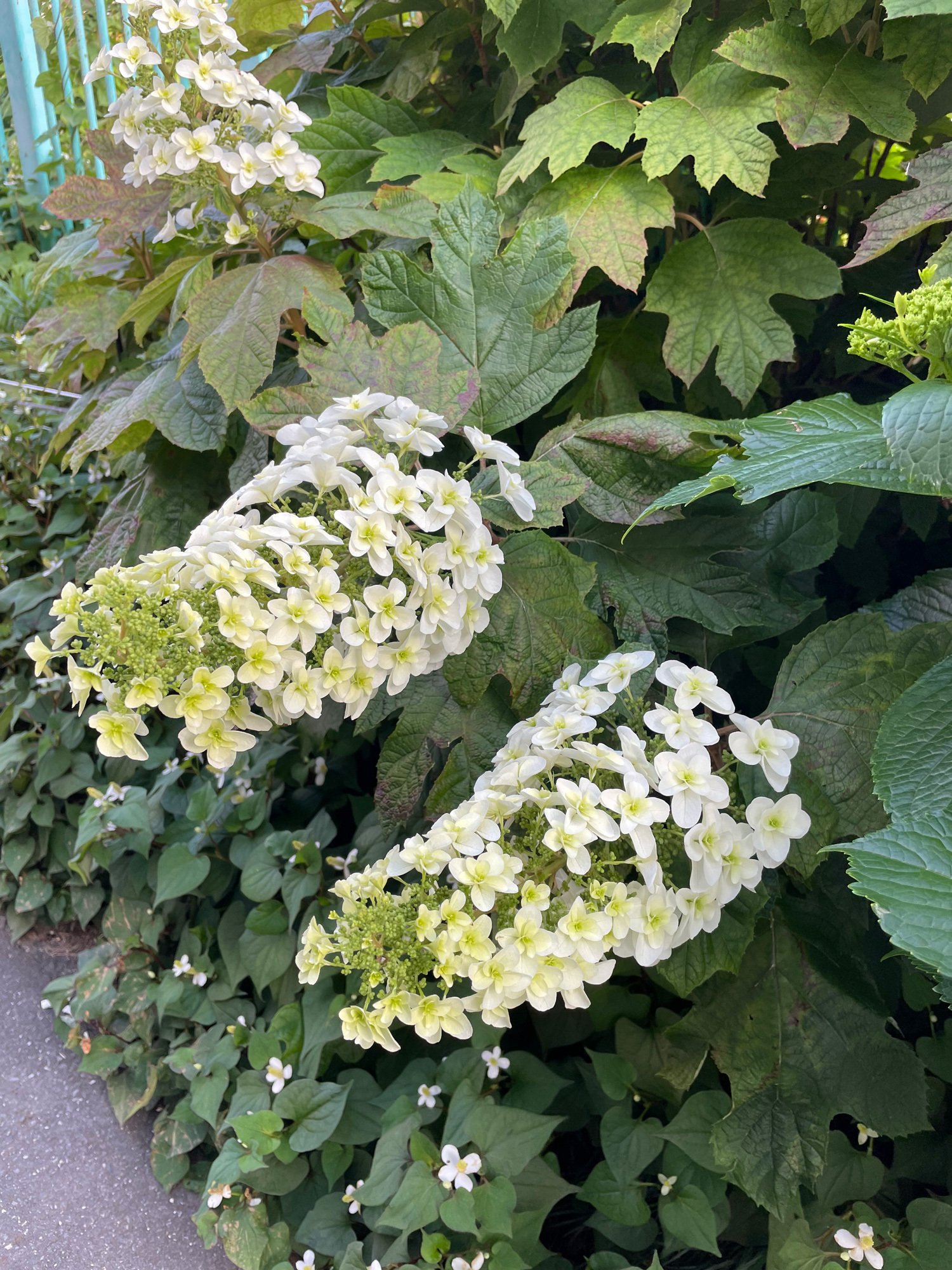 東京 紫陽花の開花が始まりました 花と日々 Yas Note 東京 紫陽花の開花が始まりました 花と日々 Yas Note