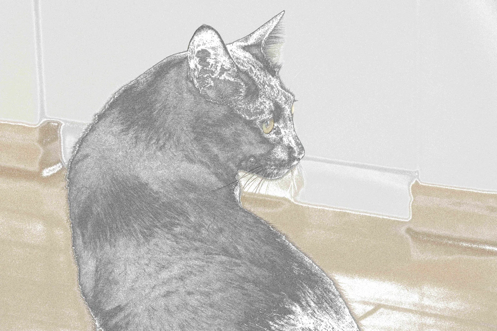 うちの猫|とし