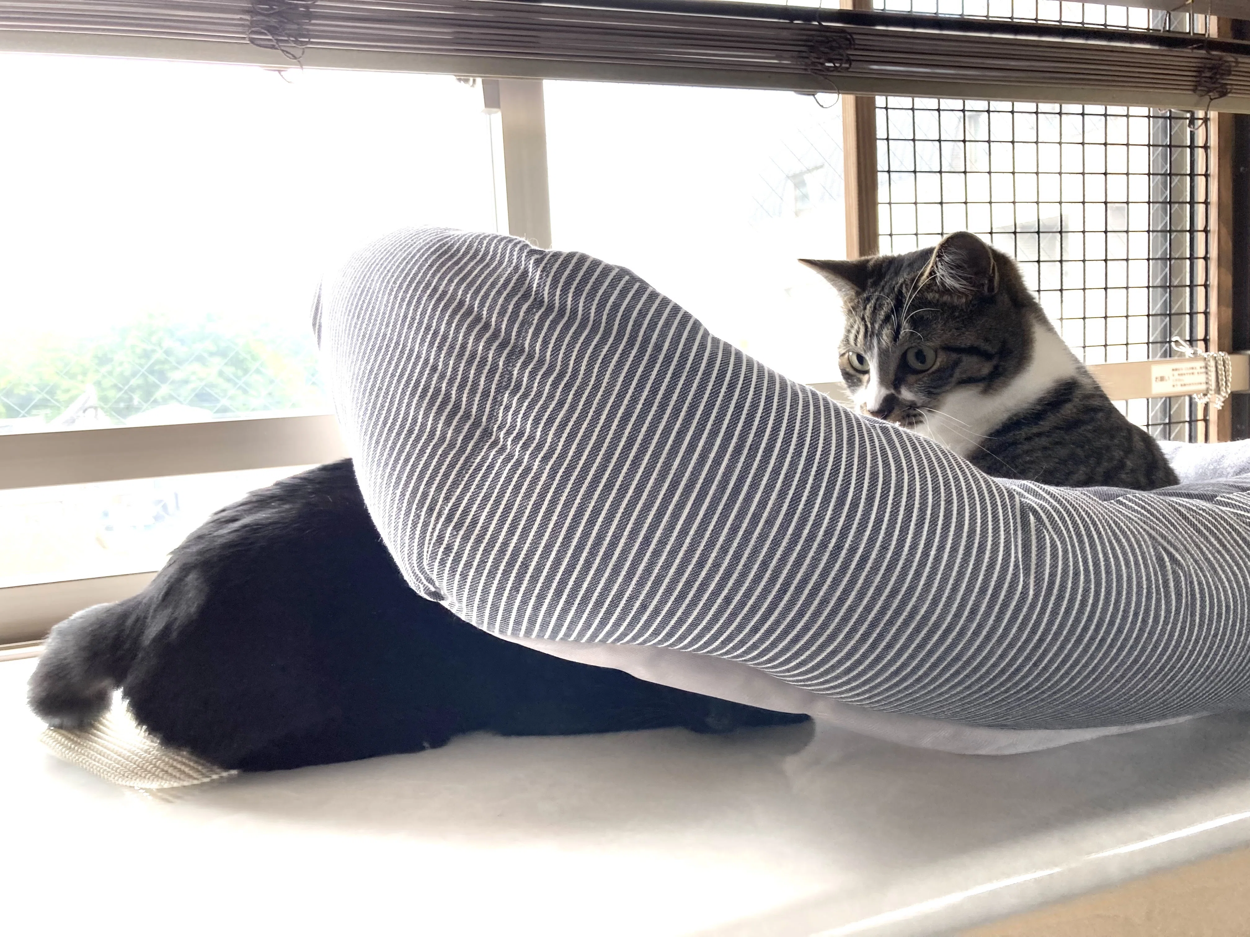 今日の猫 2 今日の猫鍋はなんだか寝づらいな と思い始めている兄猫 猫柵同盟 Note 今日の猫 2 今日の猫鍋はなんだか寝づらいな と思い始めている兄猫 猫柵同盟 Note