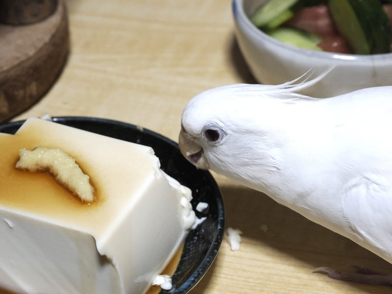ぴいよ、また私の豆腐食べてる Piiyo, eating my tofu again.