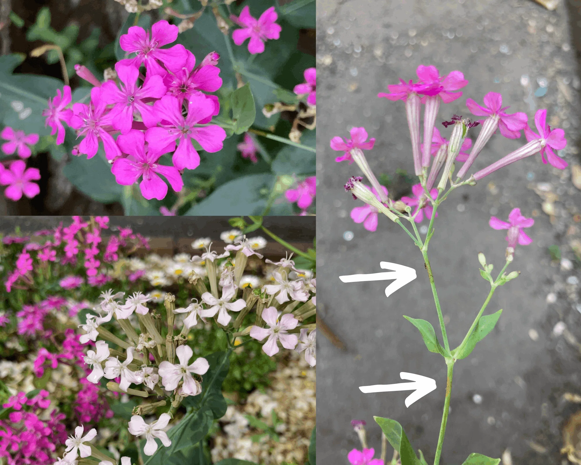 ムシトリナデシコ 〜 ピンク色の小花｜はこ