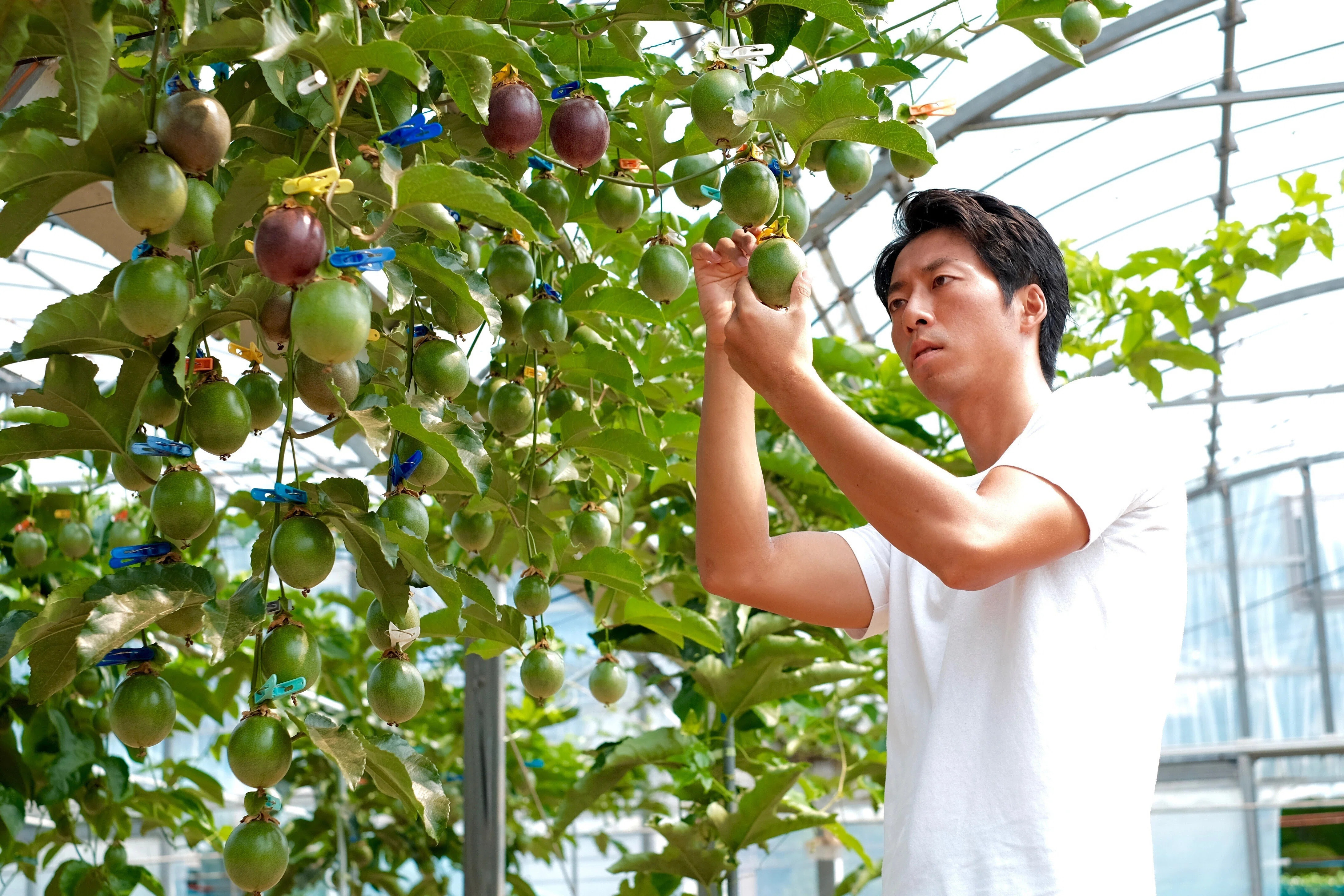 熱い情熱で作る【RYO'S FARM】のパッションフルーツ｜ミサキ＠フルーツ