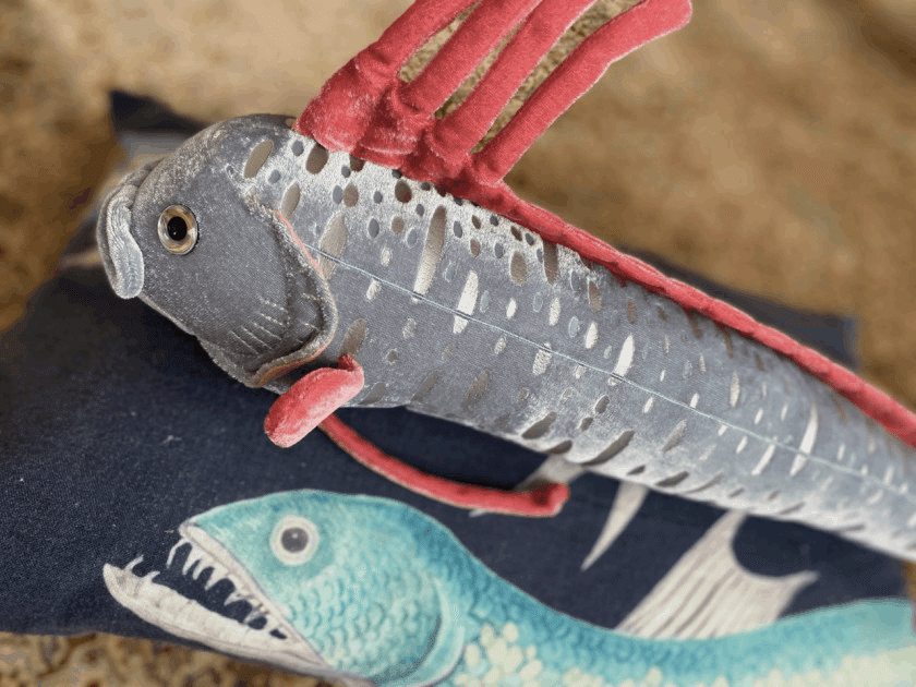 リュウグウノツカイ 深海魚 剥製 標本用