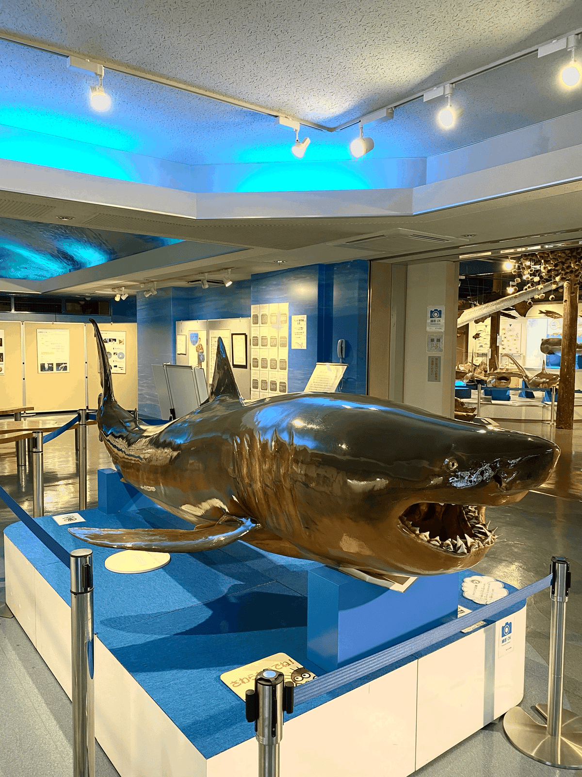 リュウグウノツカイに会いに、魚の剥製ミュージアム 「海とくらしの