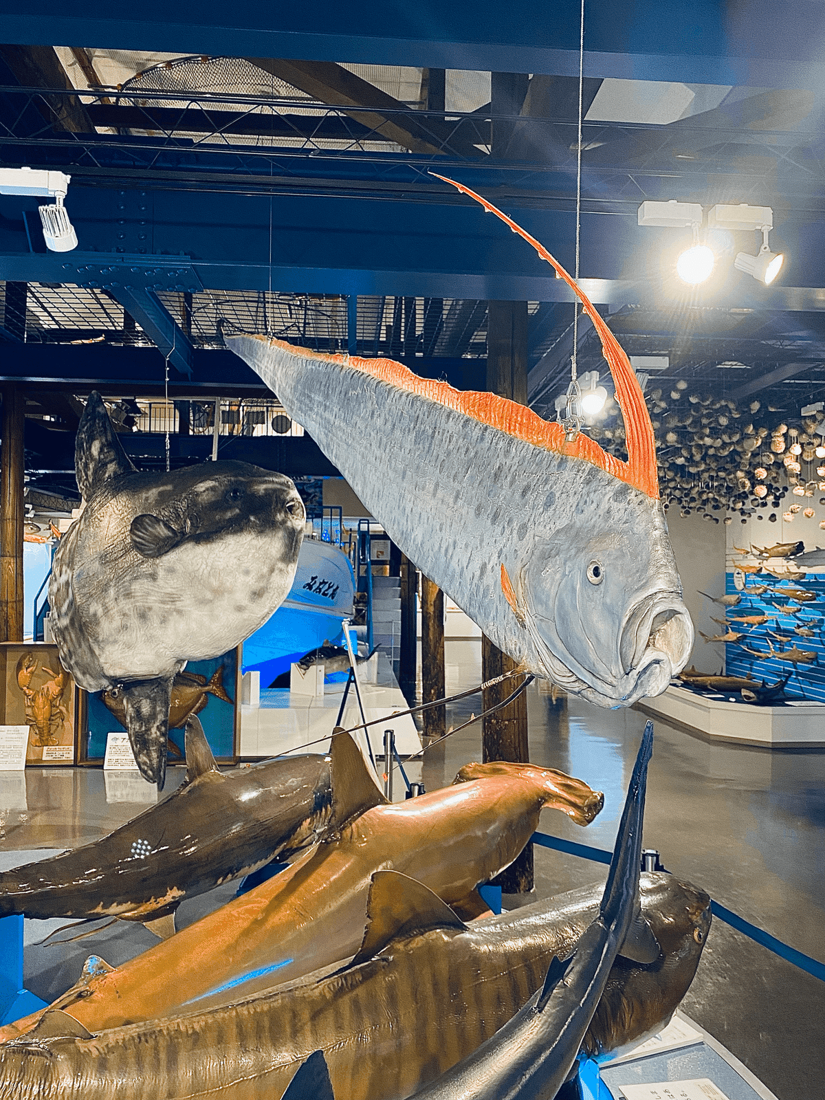 リュウグウノツカイ 深海魚 剥製 標本用