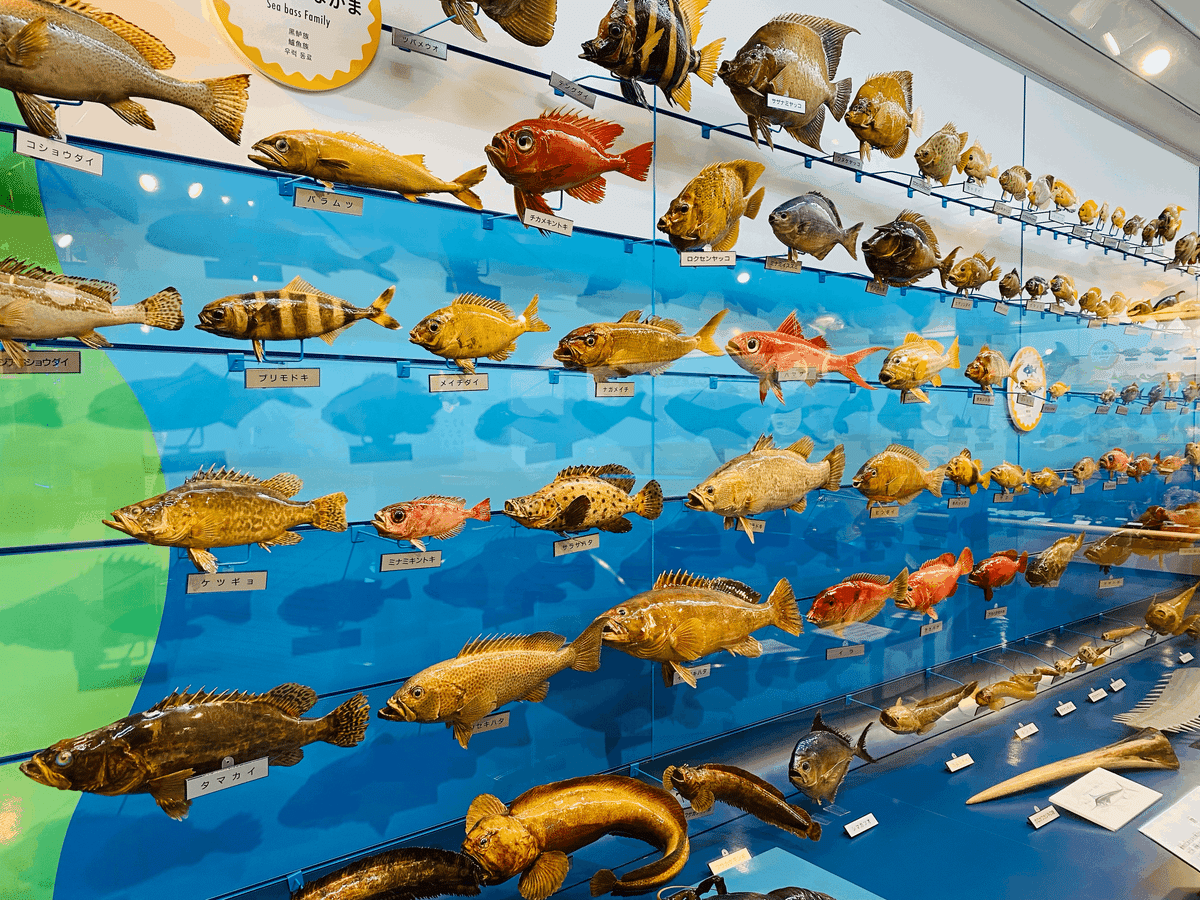 ブルームテールラス 海水魚 剥製