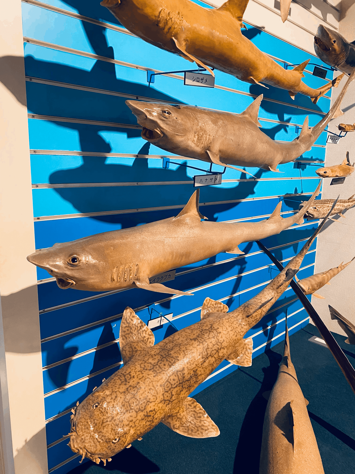 リュウグウノツカイに会いに 魚の剥製ミュージアム 海とくらしの史料館 へ 鳥取 Lulu S Cabinet Note リュウグウノツカイに会いに 魚の剥製ミュージアム 海とくらしの史料館 へ 鳥取 Lulu S Cabinet Note