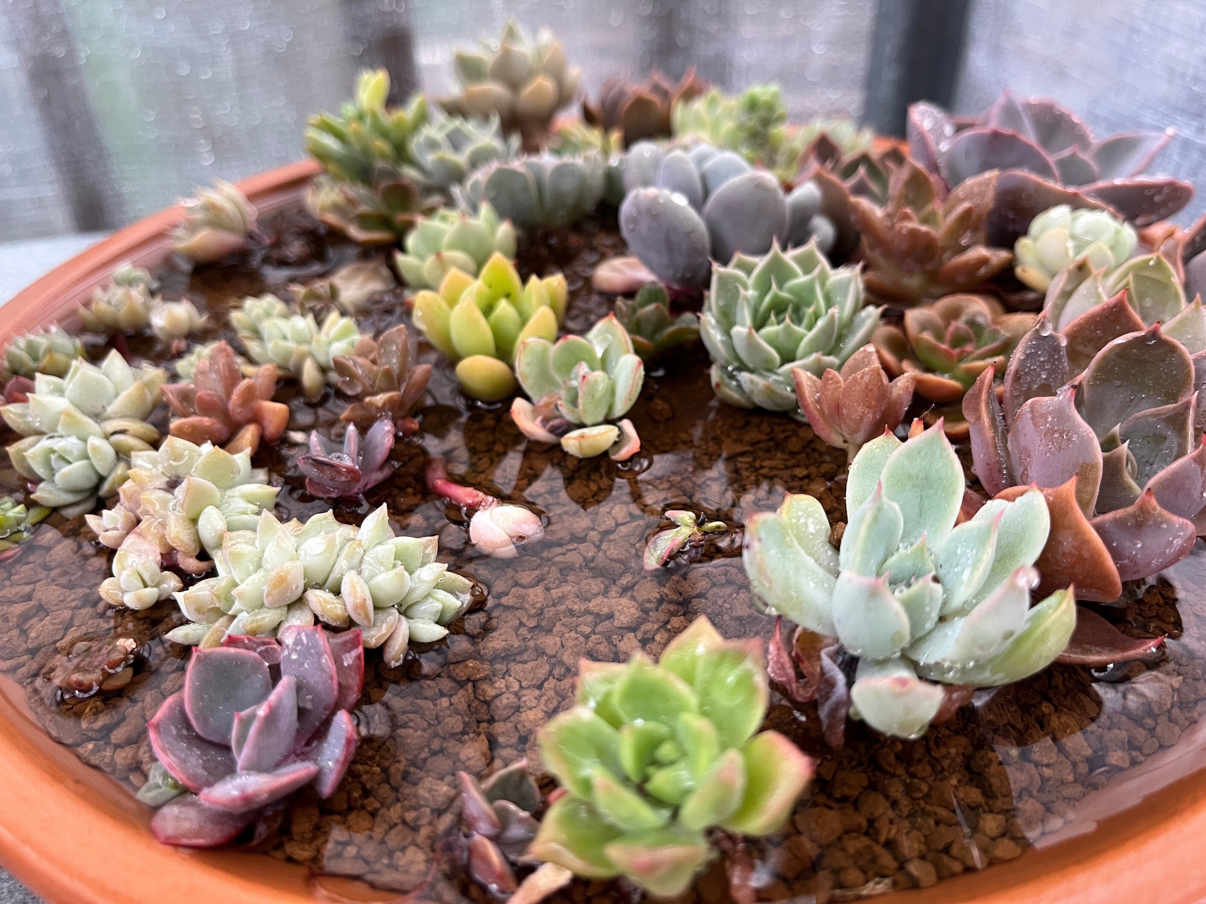 素焼き鉢の穴開け(2022.5.27)｜NAKADA Shugo