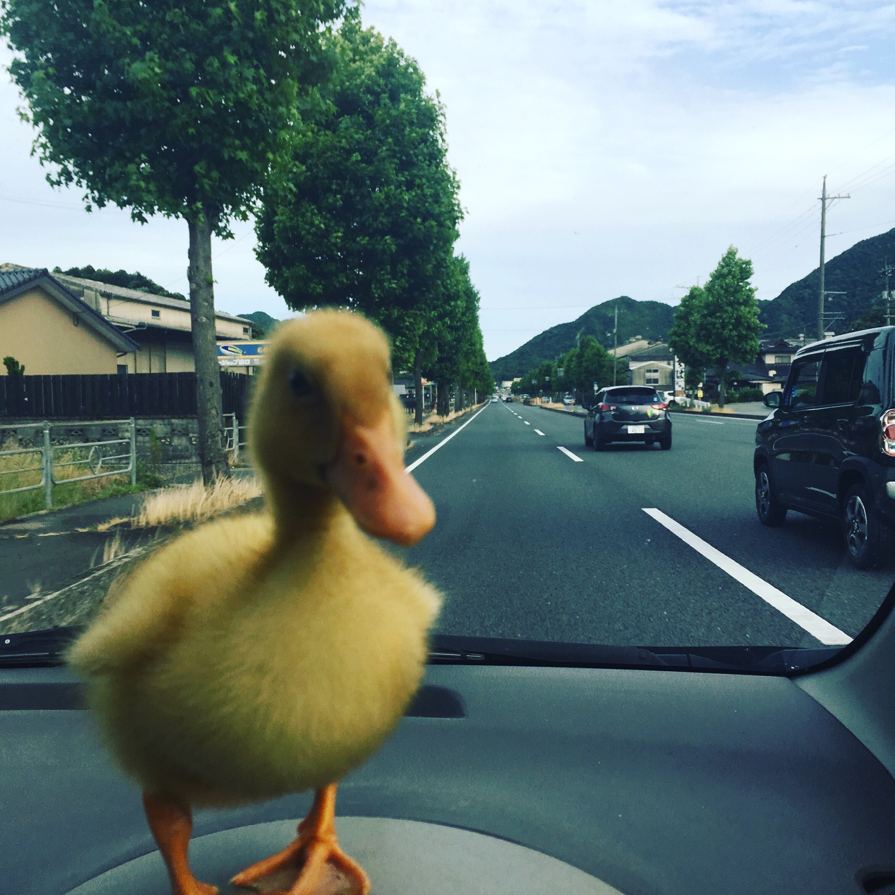 5歳になりました。｜久村俊一 あひるの自然飼育レポート