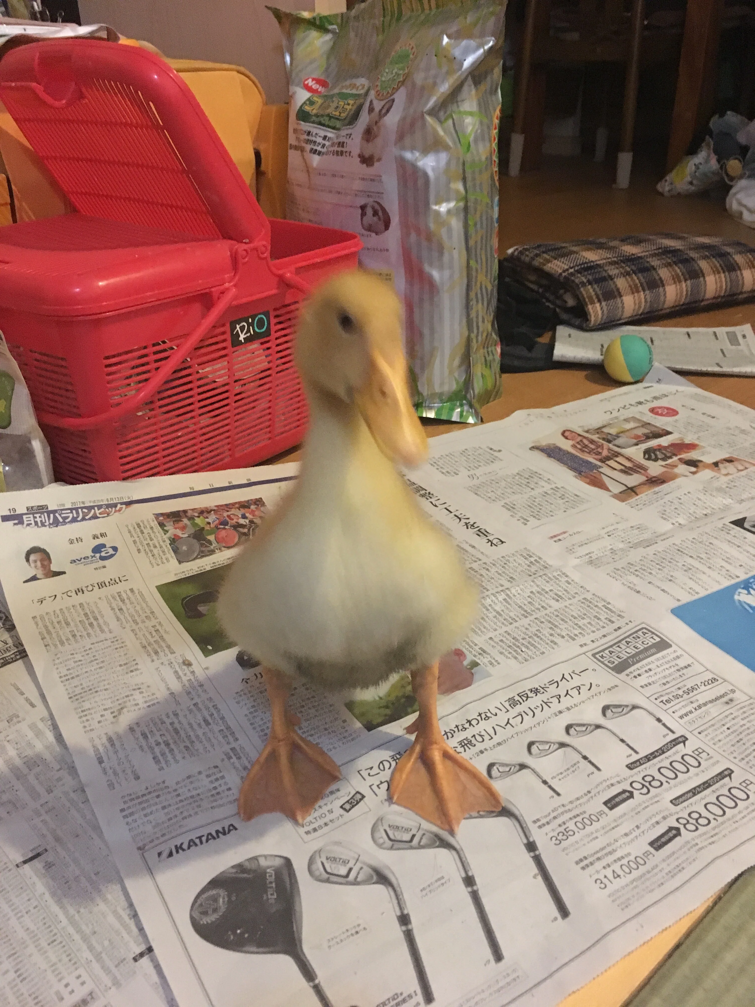 あひる飼育員 5歳になりました。｜久村俊一 あひるの自然飼育レポート