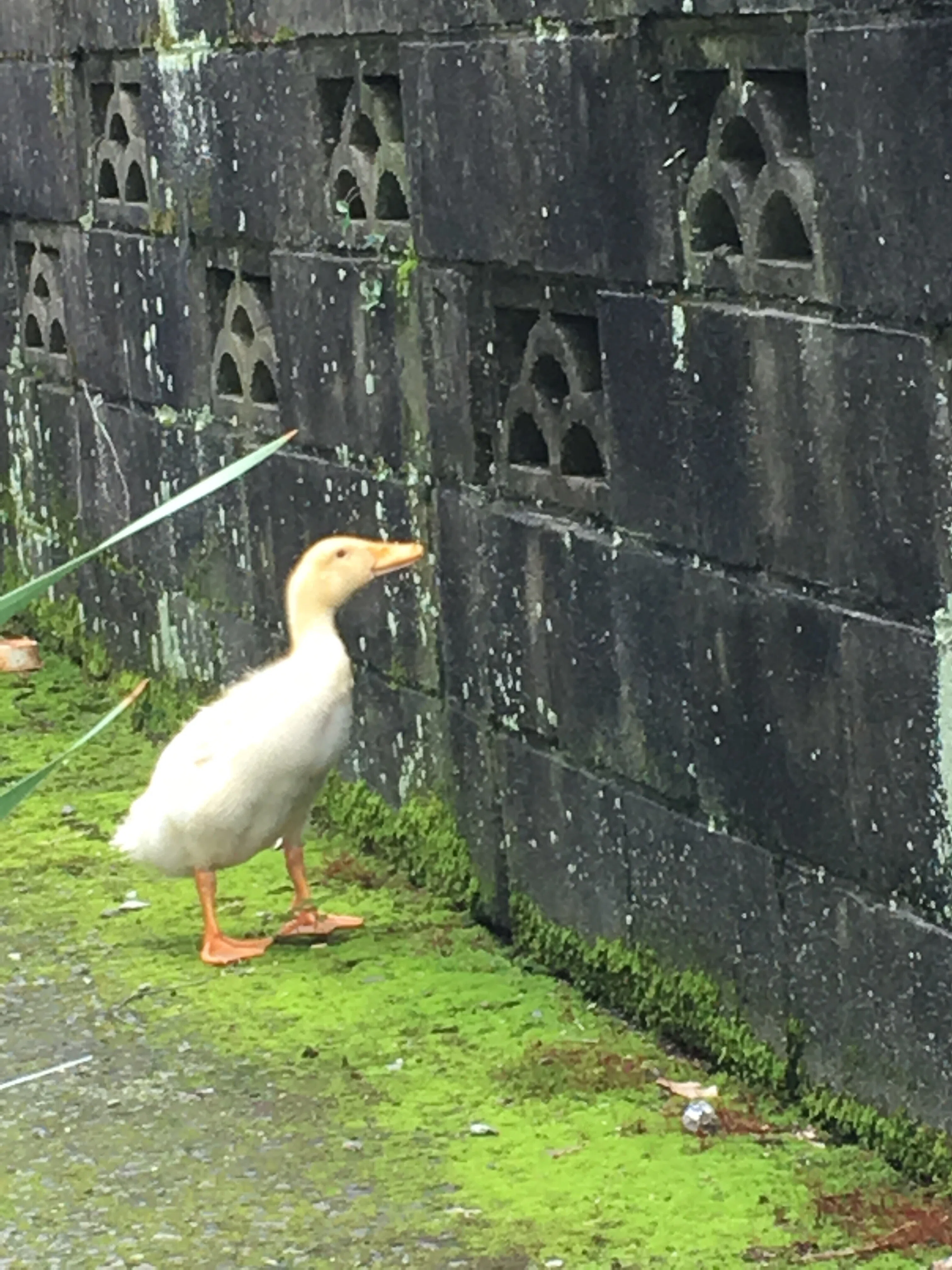 5歳になりました。｜久村俊一 あひるの自然飼育レポート