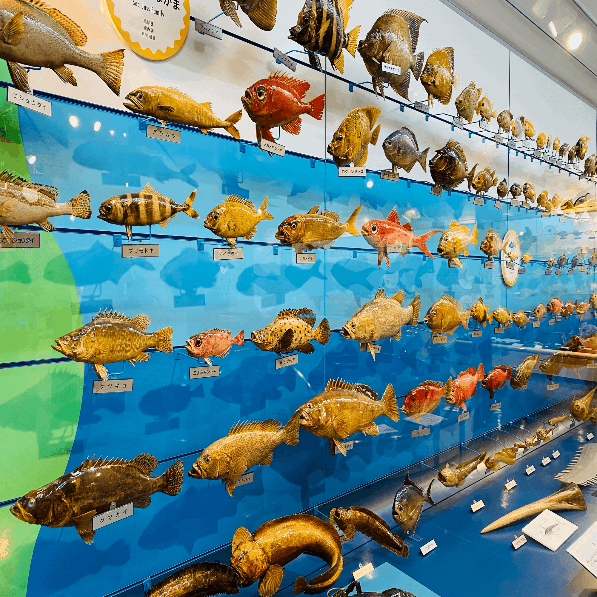 リュウグウノツカイに会いに、魚の剥製ミュージアム 「海とくらしの
