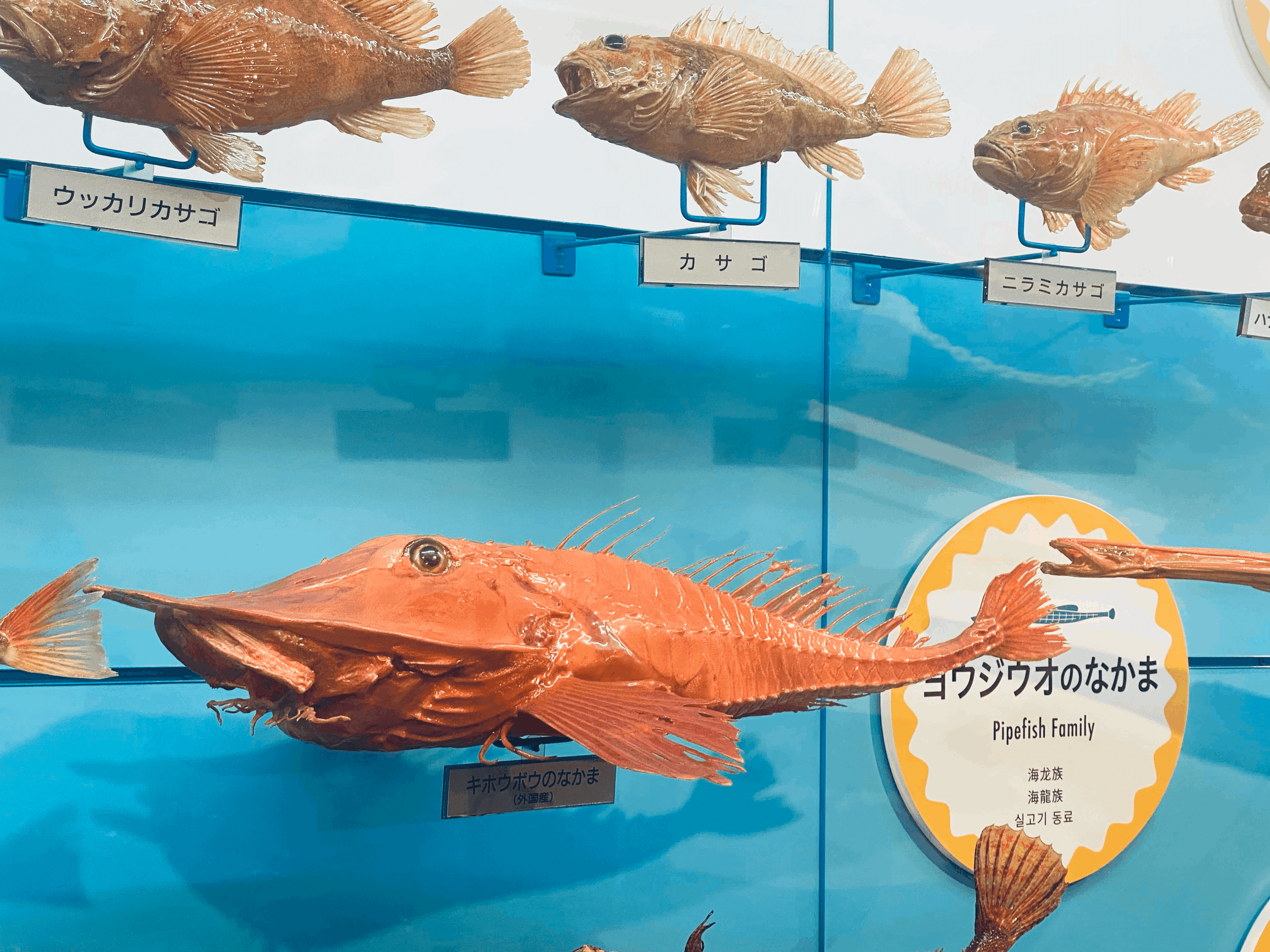 魚剥製 剥製完成品を販売します。 ブラックバス 67cm エラ入れ加工 120,000円