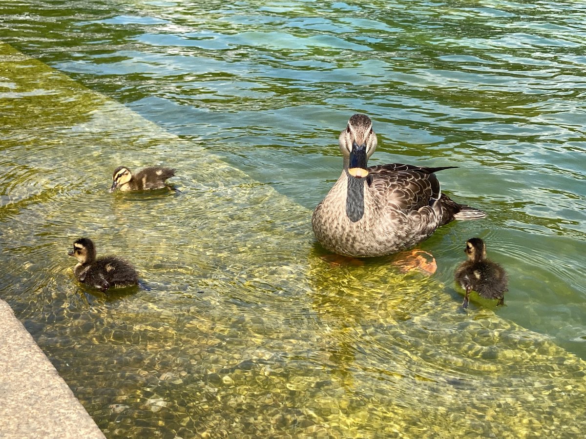 池のほとりにいるカモの写真