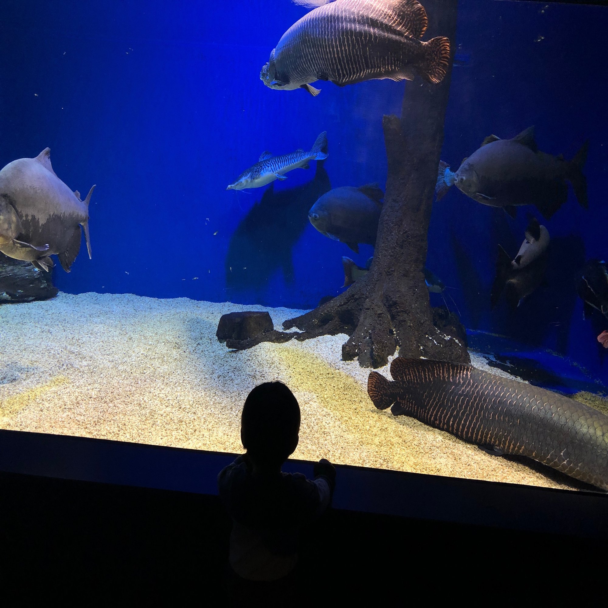 コロソマは男で釣る 北の大地の水族館に行ってきました 吉田拓実 さいこうファーム Okhotsk Bihoro Note