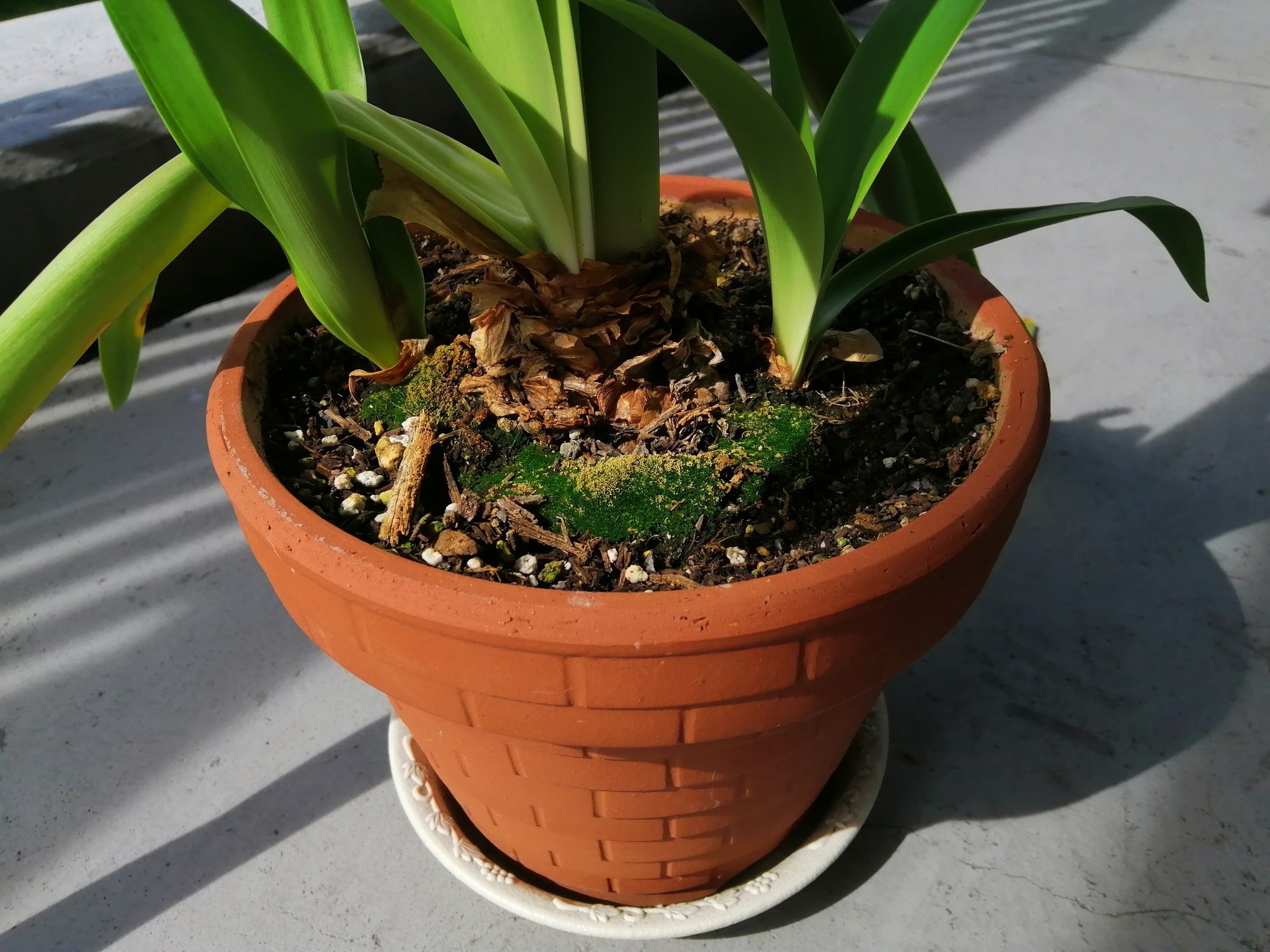 アマリリスの株分けしてみました Ad Publicity Note アマリリスの株分けしてみました Ad Publicity Note