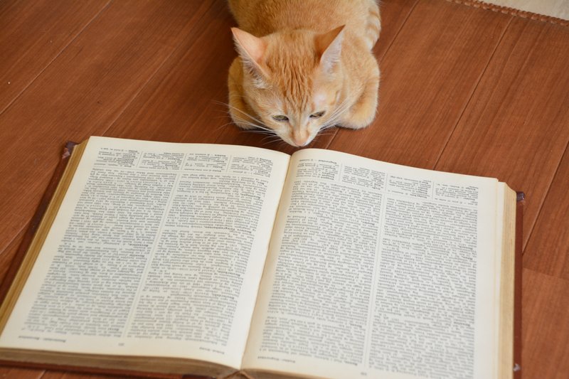 猫　勉強