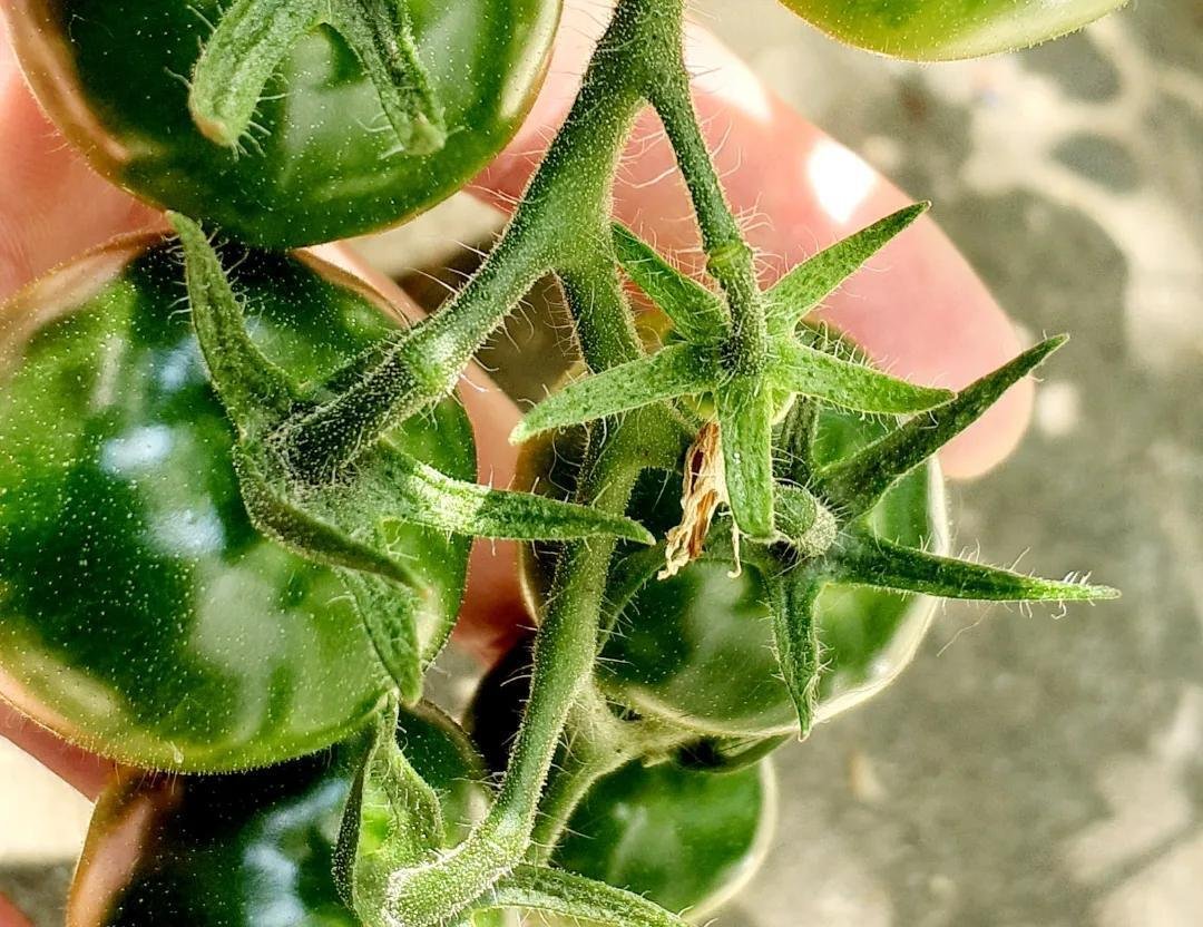 グリーンドクターズトマトの種(自然栽培) トマトのベースグリーン