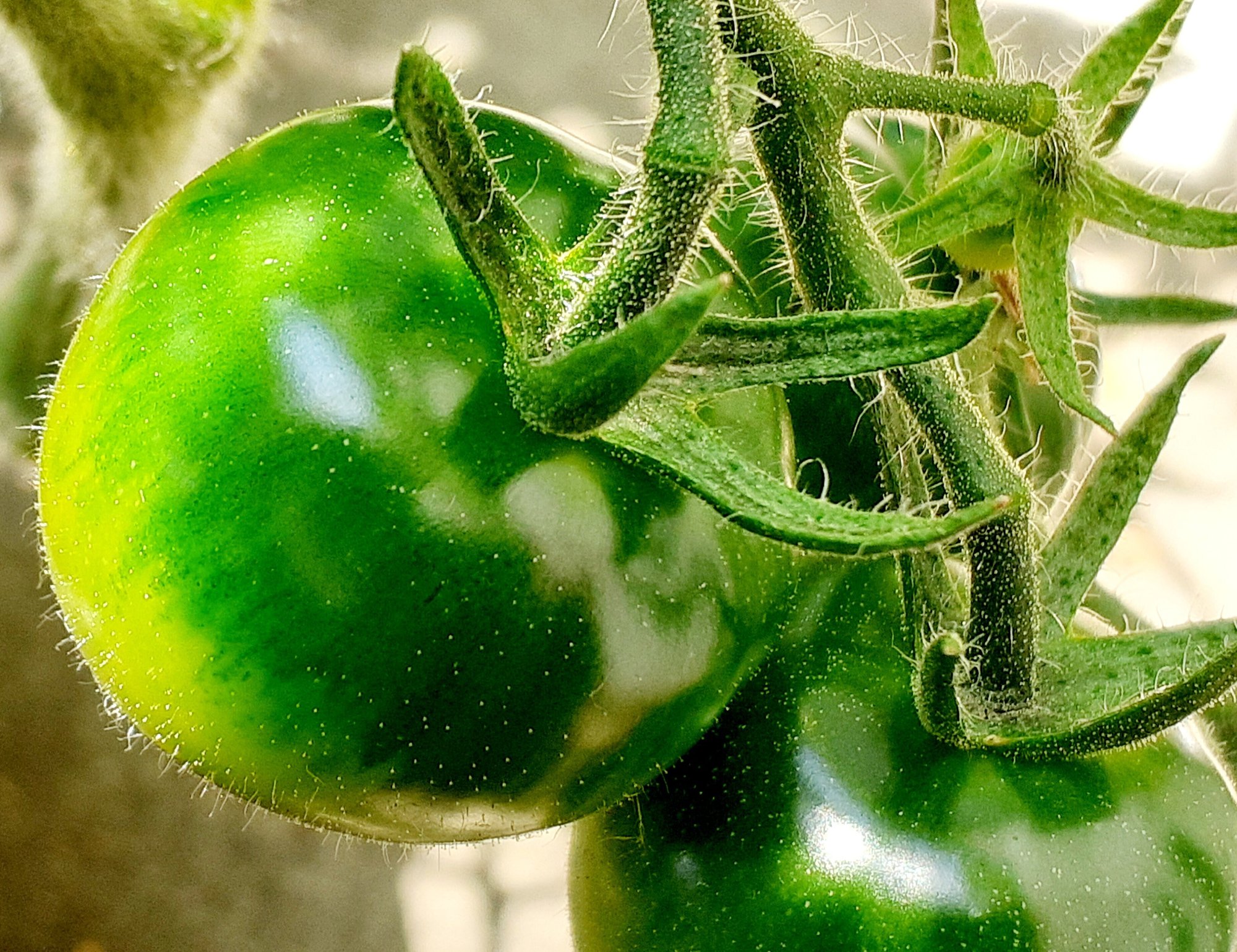 トマトのベースグリーン 農業大好き 小川隆宏 Note トマトのベースグリーン 農業大好き 小川隆宏 Note