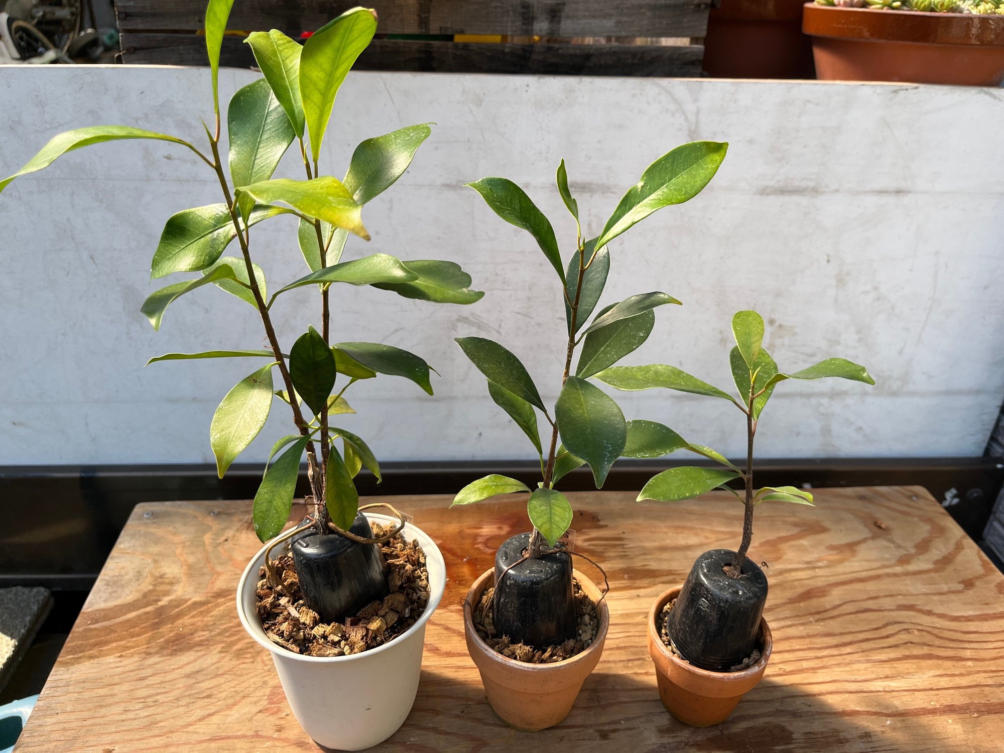 挿し木ガジュマルの根を太くする 10ヶ月後 22 5 29 Nakada Shugo Note 挿し木ガジュマルの根を太くする 10ヶ月後 22 5 29 Nakada Shugo Note