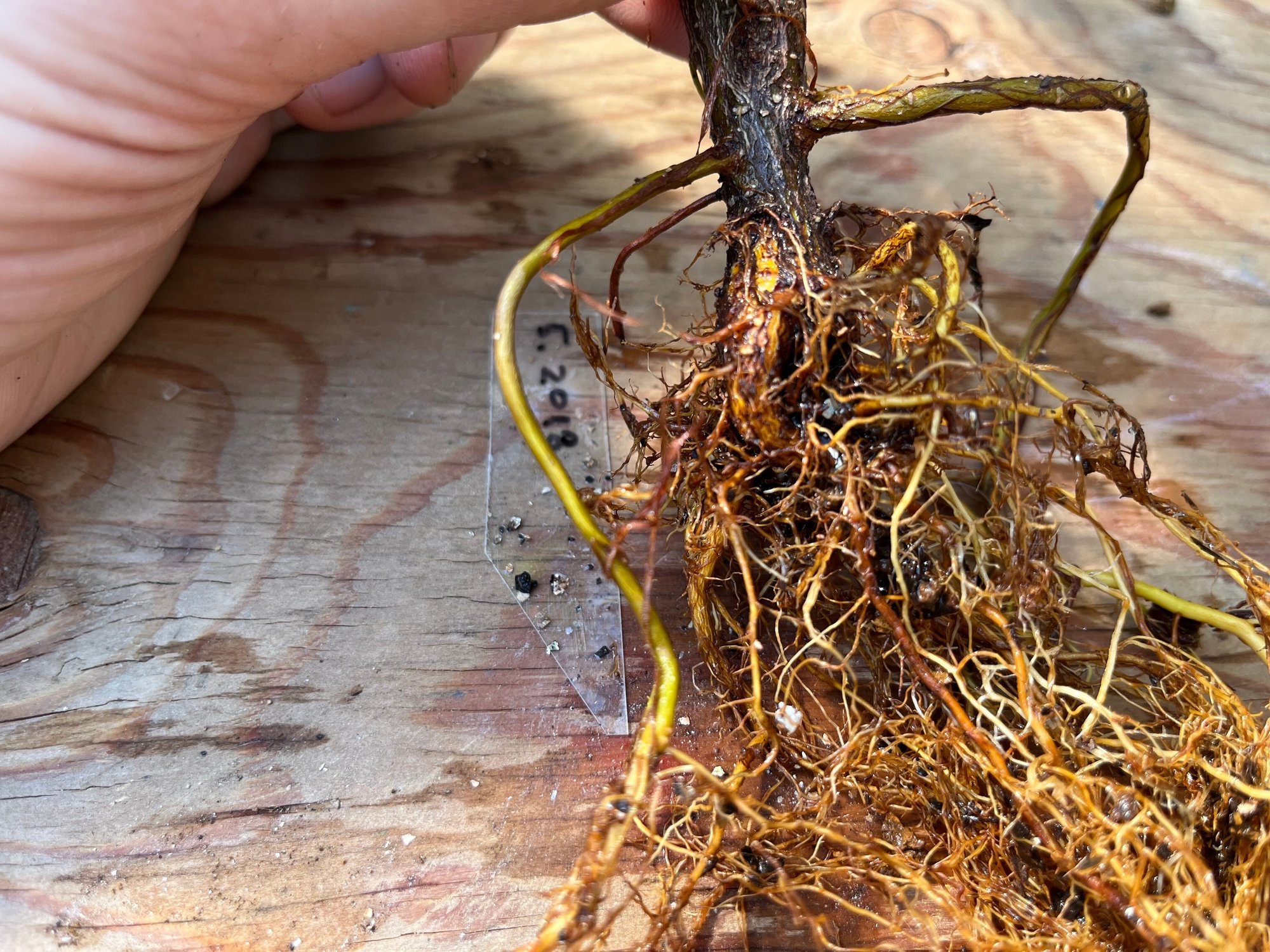 挿し木ガジュマルの根を太くする 10ヶ月後 22 5 29 Nakada Shugo Note 挿し木ガジュマルの根を太くする 10ヶ月後 22 5 29 Nakada Shugo Note