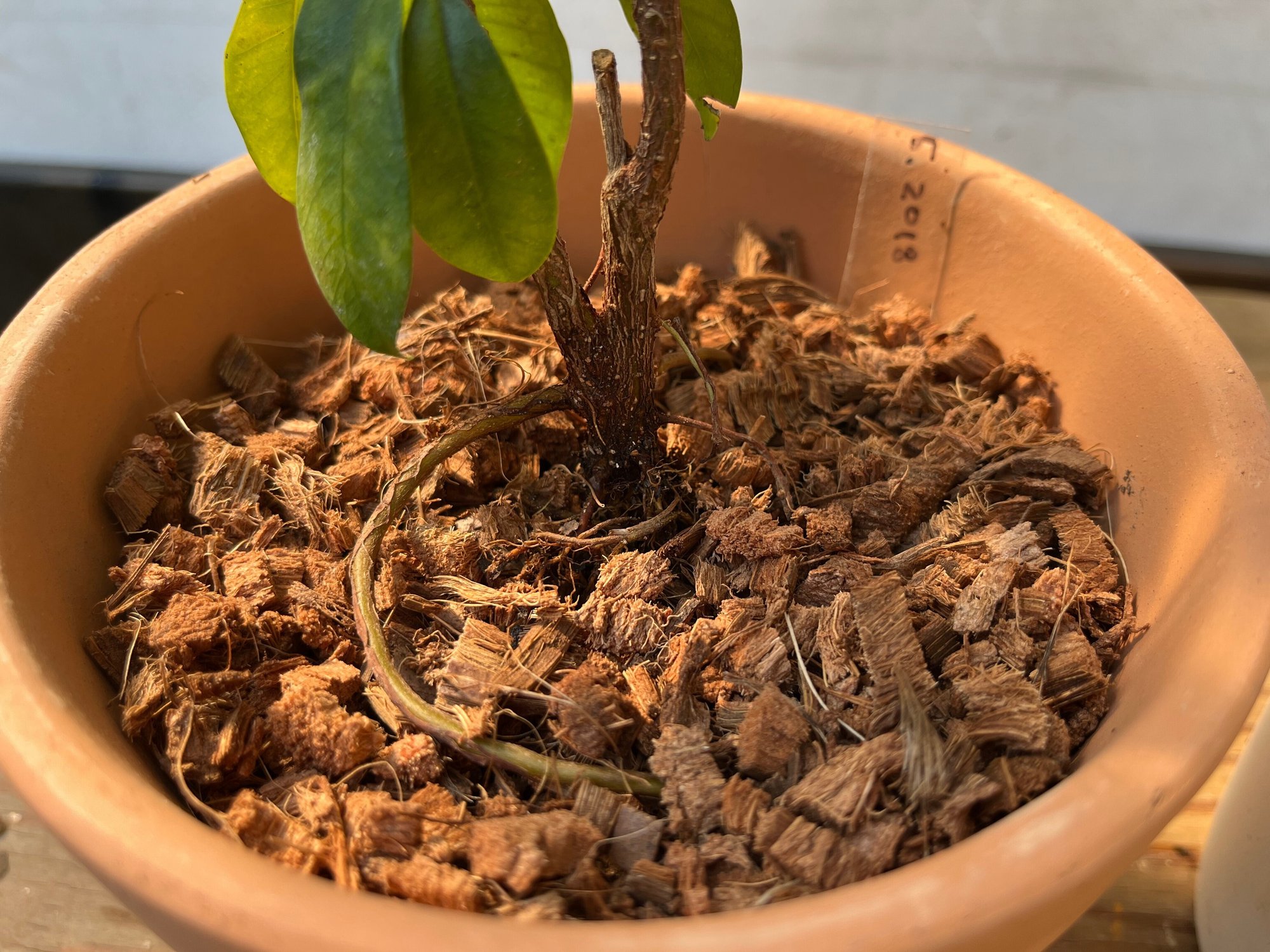 挿し木ガジュマルの根を太くする 10ヶ月後 22 5 29 Nakada Shugo Note 挿し木ガジュマルの根を太くする 10ヶ月後 22 5 29 Nakada Shugo Note