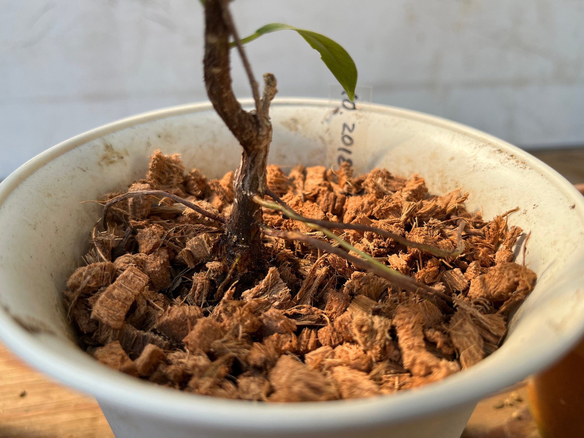 挿し木ガジュマルの根を太くする 10ヶ月後 22 5 29 Nakada Shugo Note 挿し木ガジュマルの根を太くする 10ヶ月後 22 5 29 Nakada Shugo Note