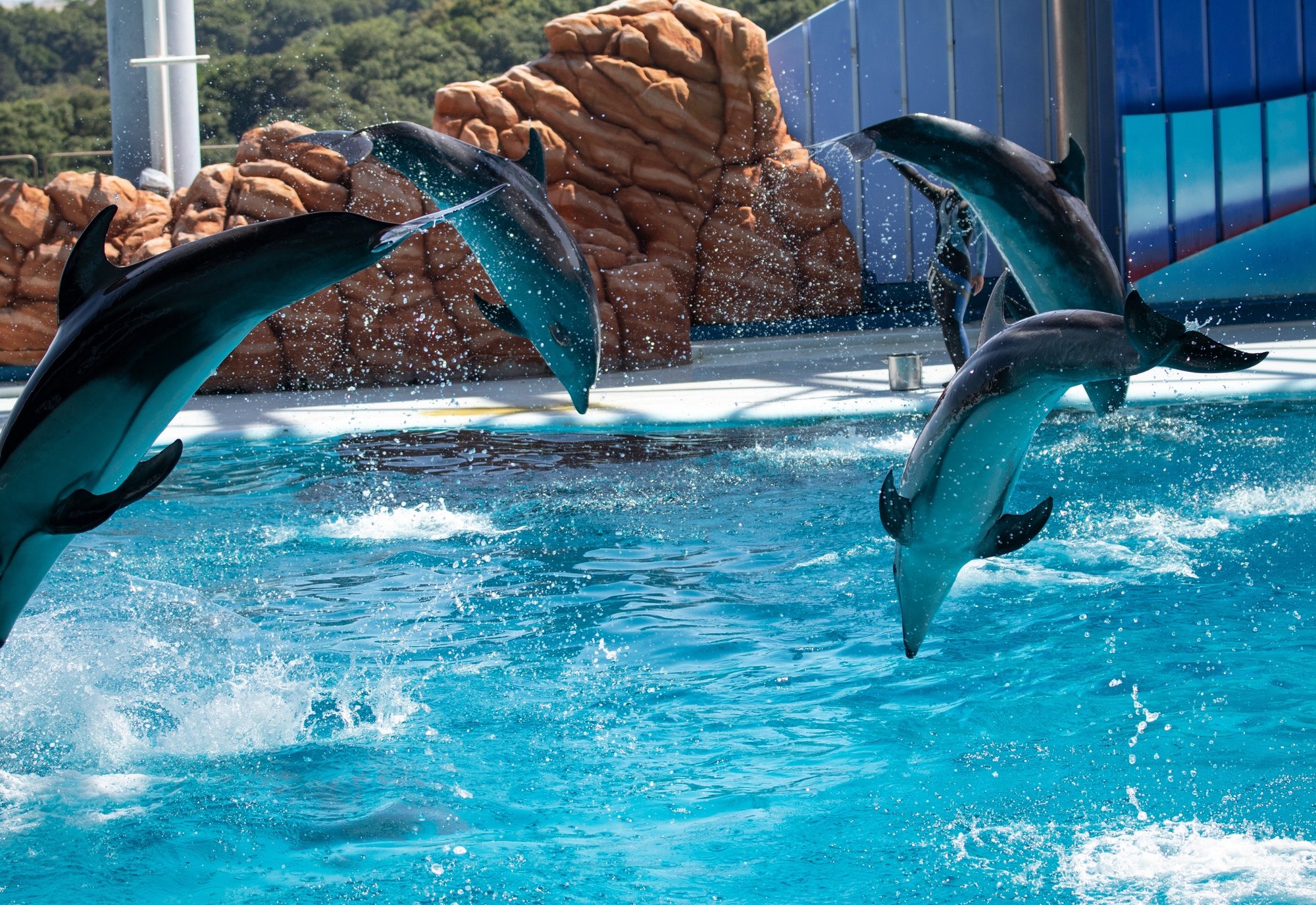 パンダは運動しない ちょっとはイルカを見習ってほしい 仲 高宏 Note パンダは運動しない ちょっとはイルカを見習ってほしい 仲 高宏 Note