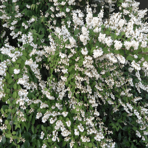 卯の花の匂う垣根に 歓怒 Note