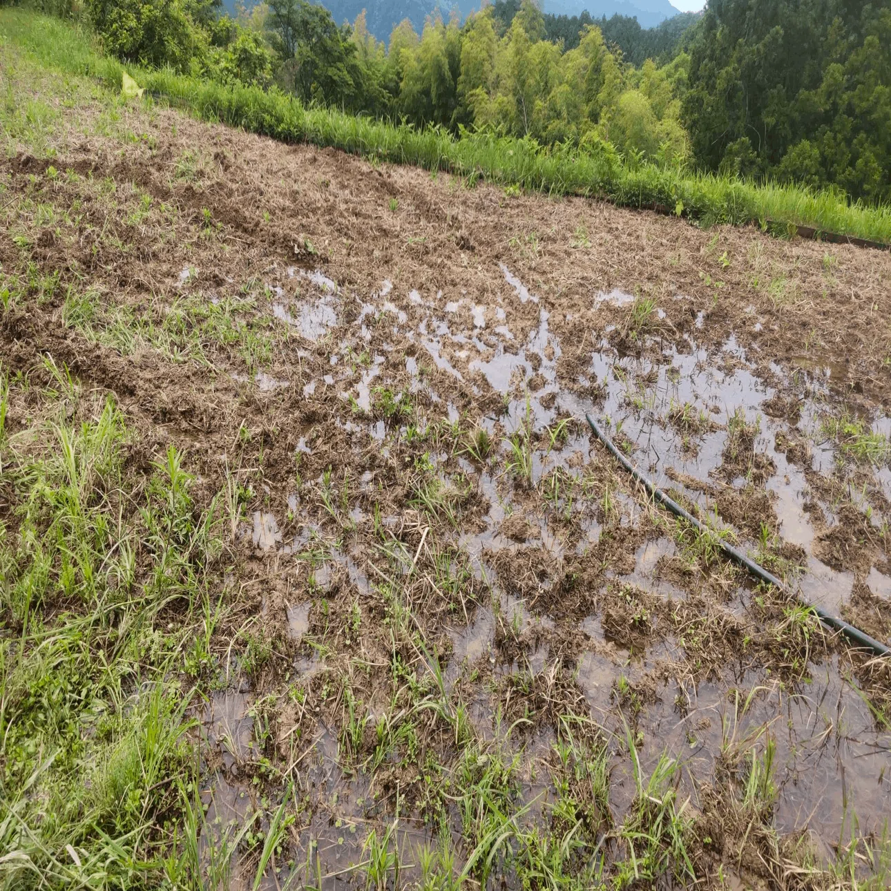 2022.05.28 田んぼの漏水防げる？｜tkskkd