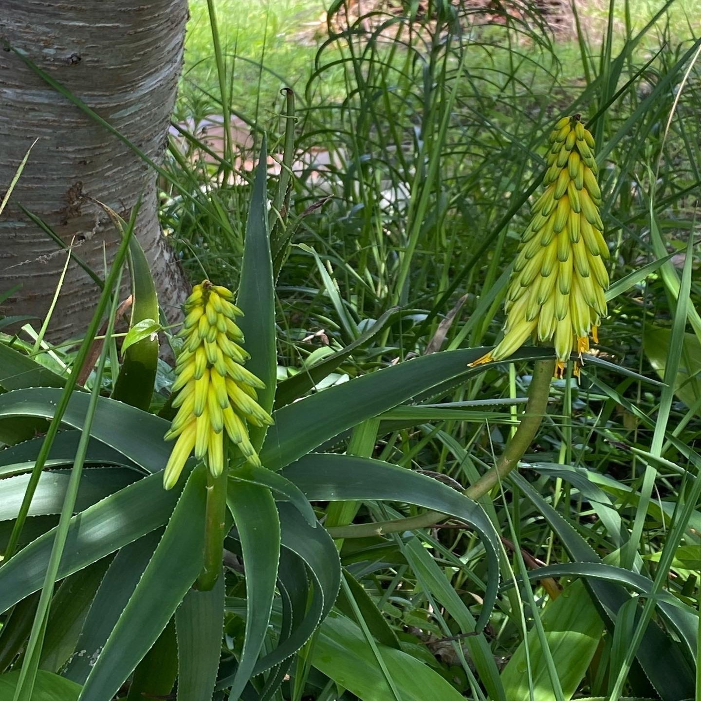 南国鹿児島の南国ぽい植物の話ーアロエの花が咲いたよ Haco ガーデンプランナー 庭のある暮らし植物のある暮らし Note